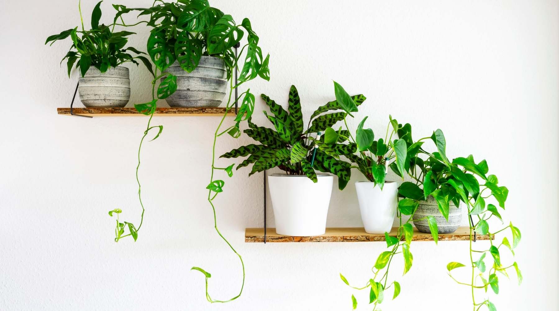 Our Top 5 Rules For Plants On Shelves 