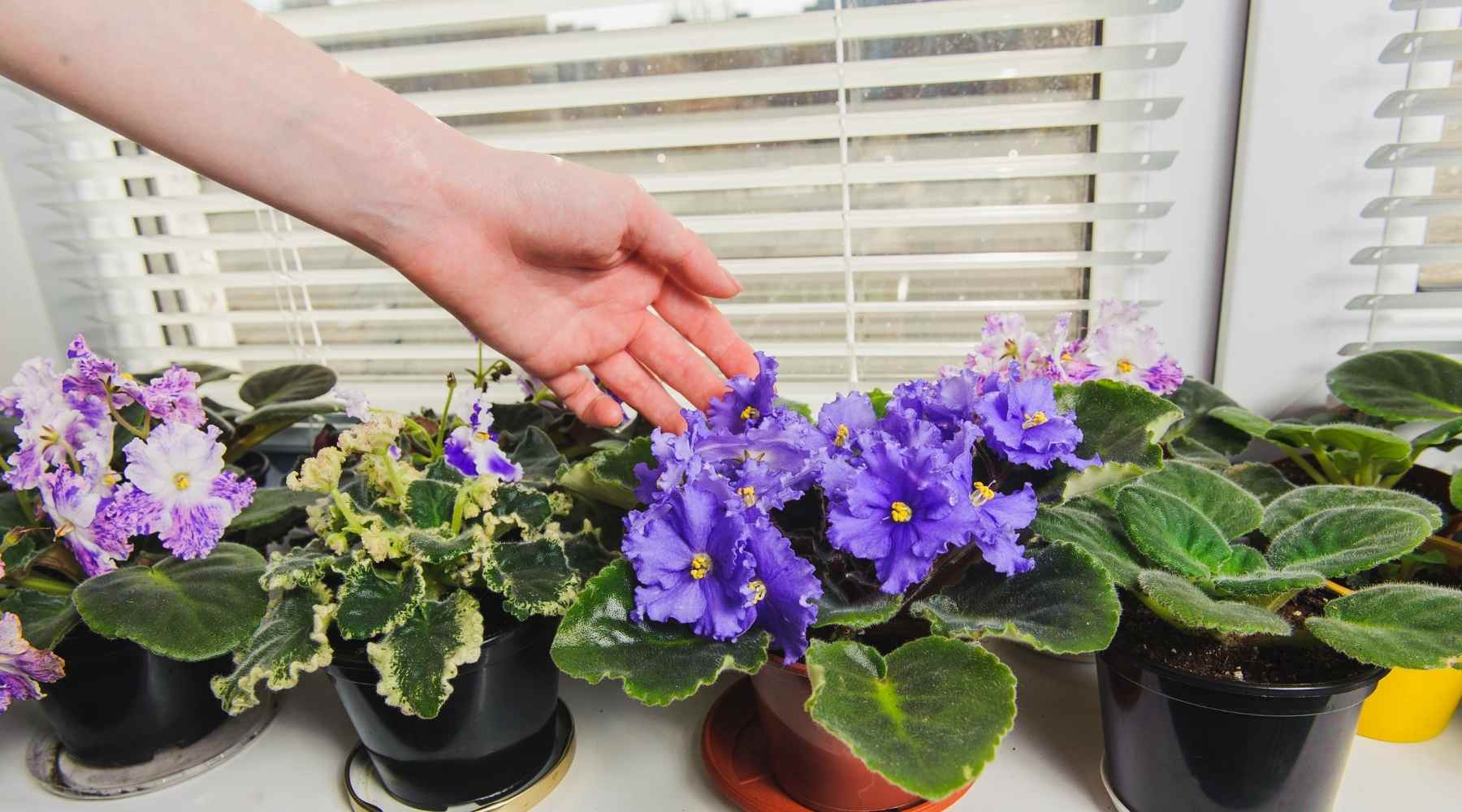 African Violets Flowers