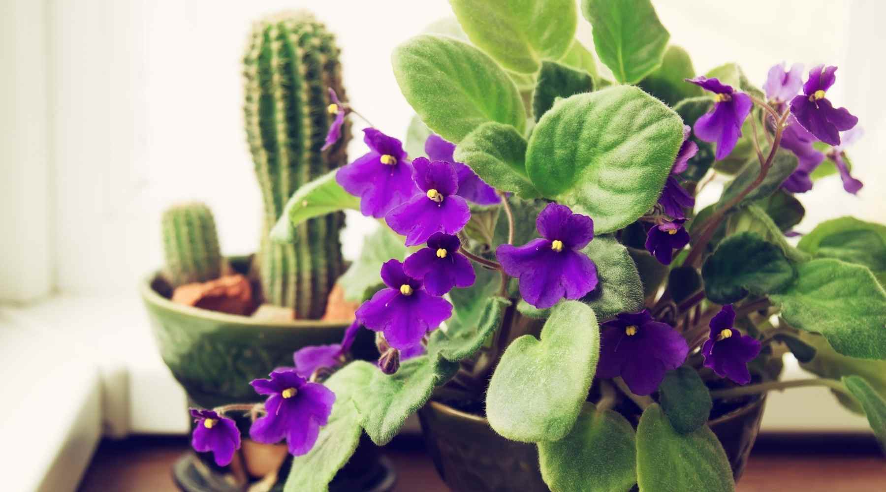 African violets with cactus