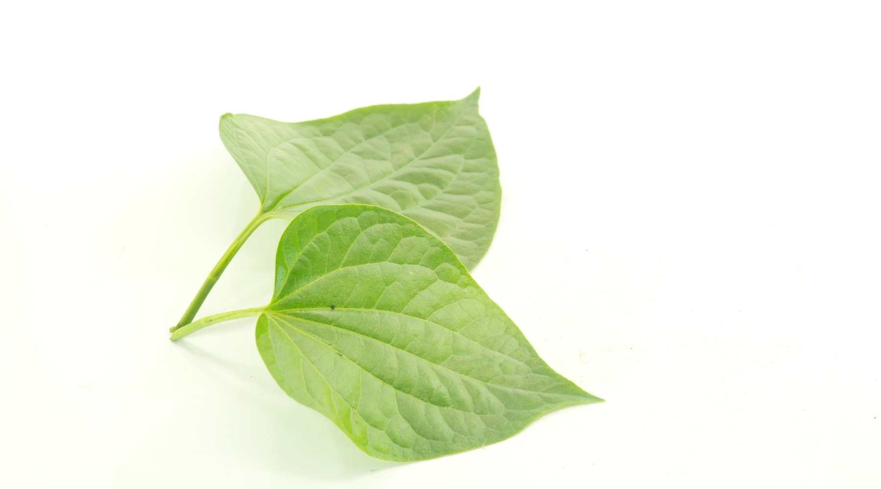 Betel Leaves Can Aid Digestion