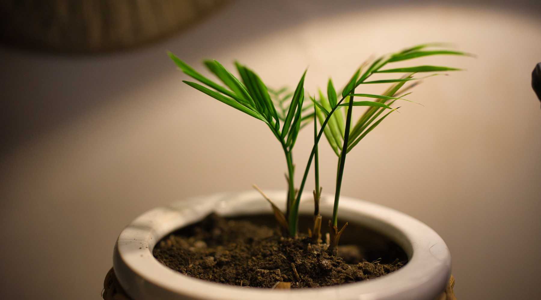 Areca Palm Care Guide - Soil