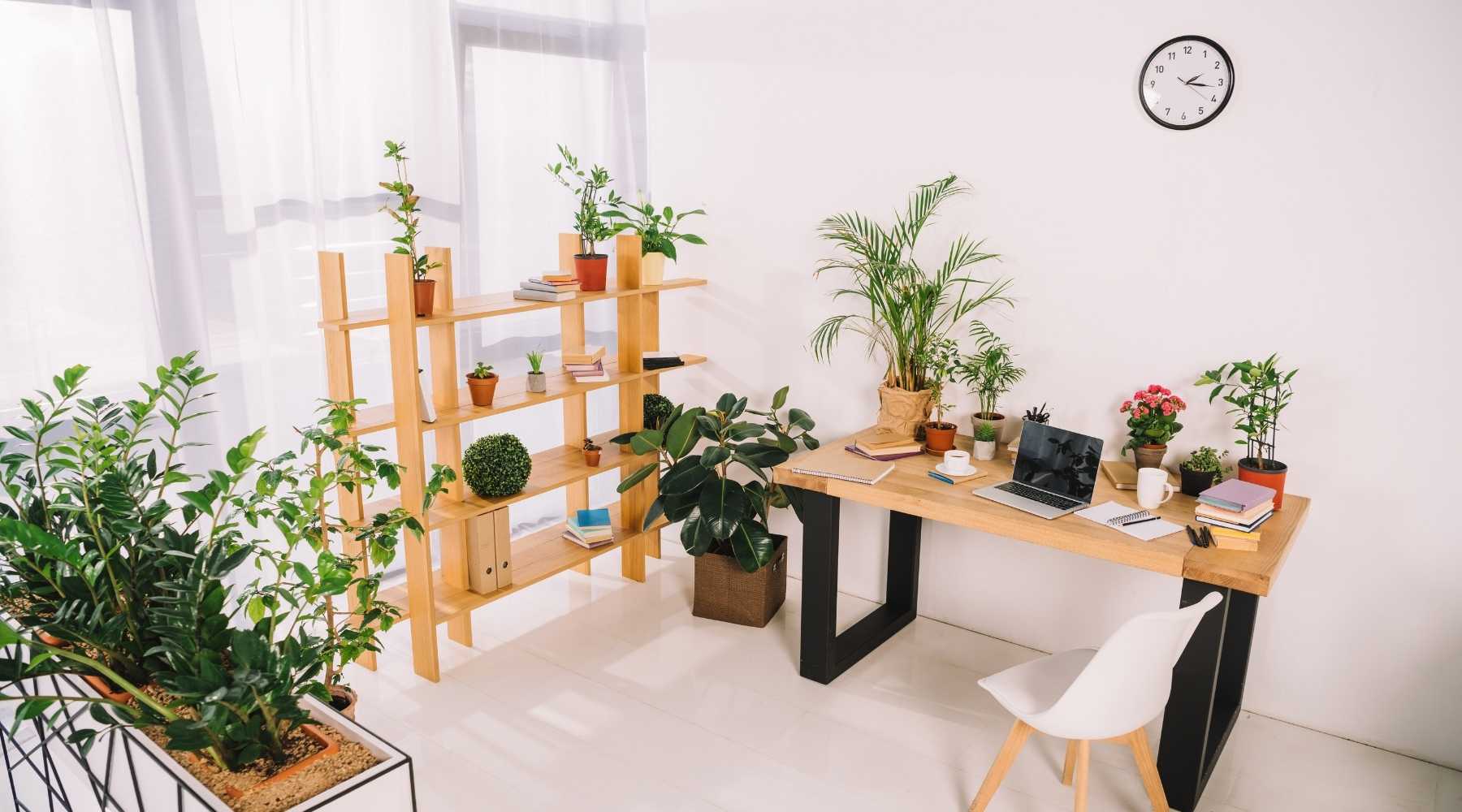 10 Best Low Light Plants For Office That Are Also Low Maintenance