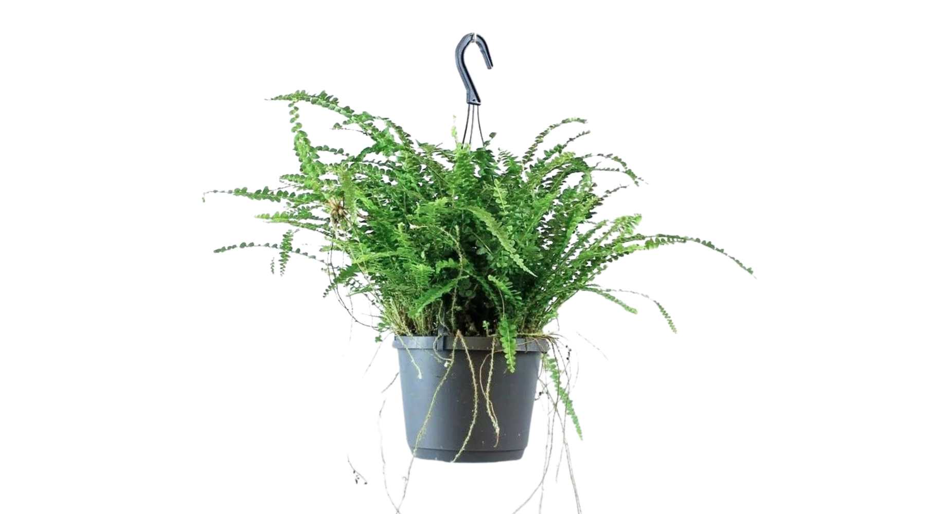 Boston Fern