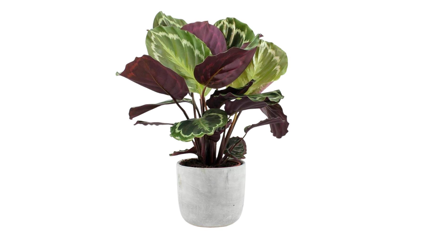 Calathea Medallion (14cm)