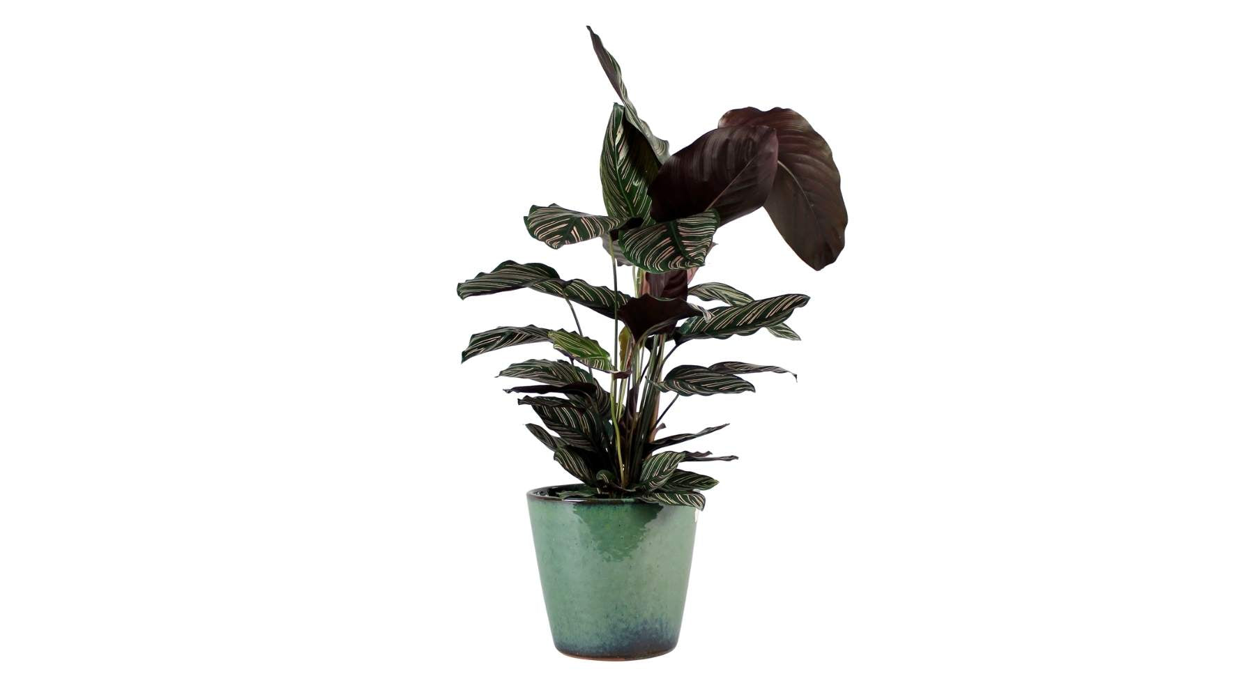 Calathea Ornata