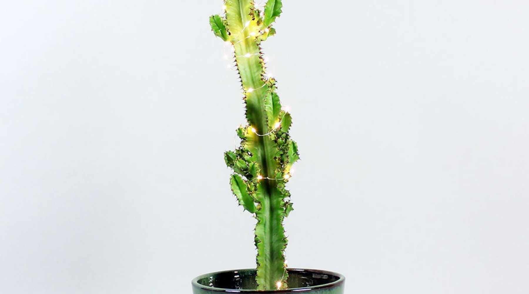 Candelabra Cactus