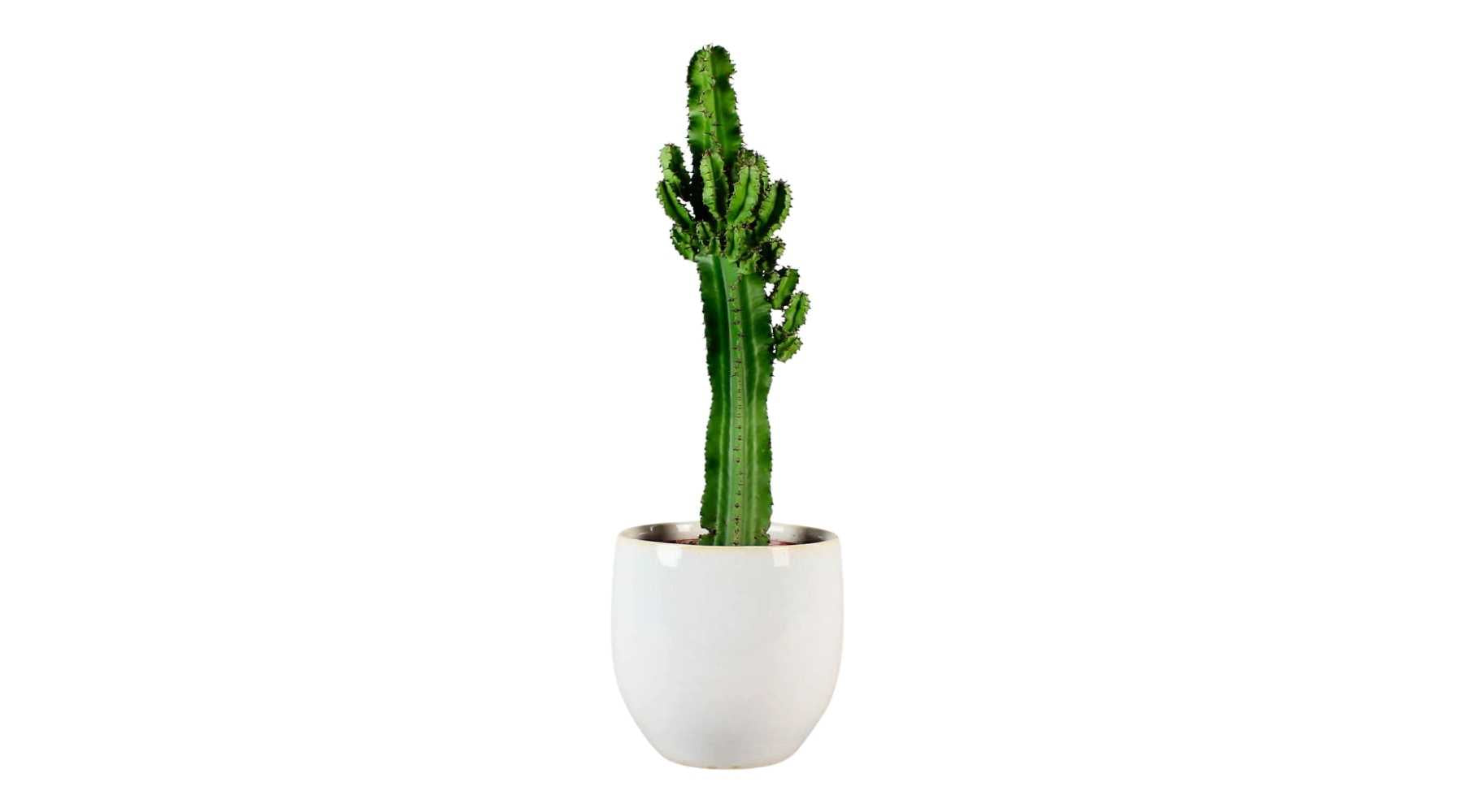 Candelabra Cactus