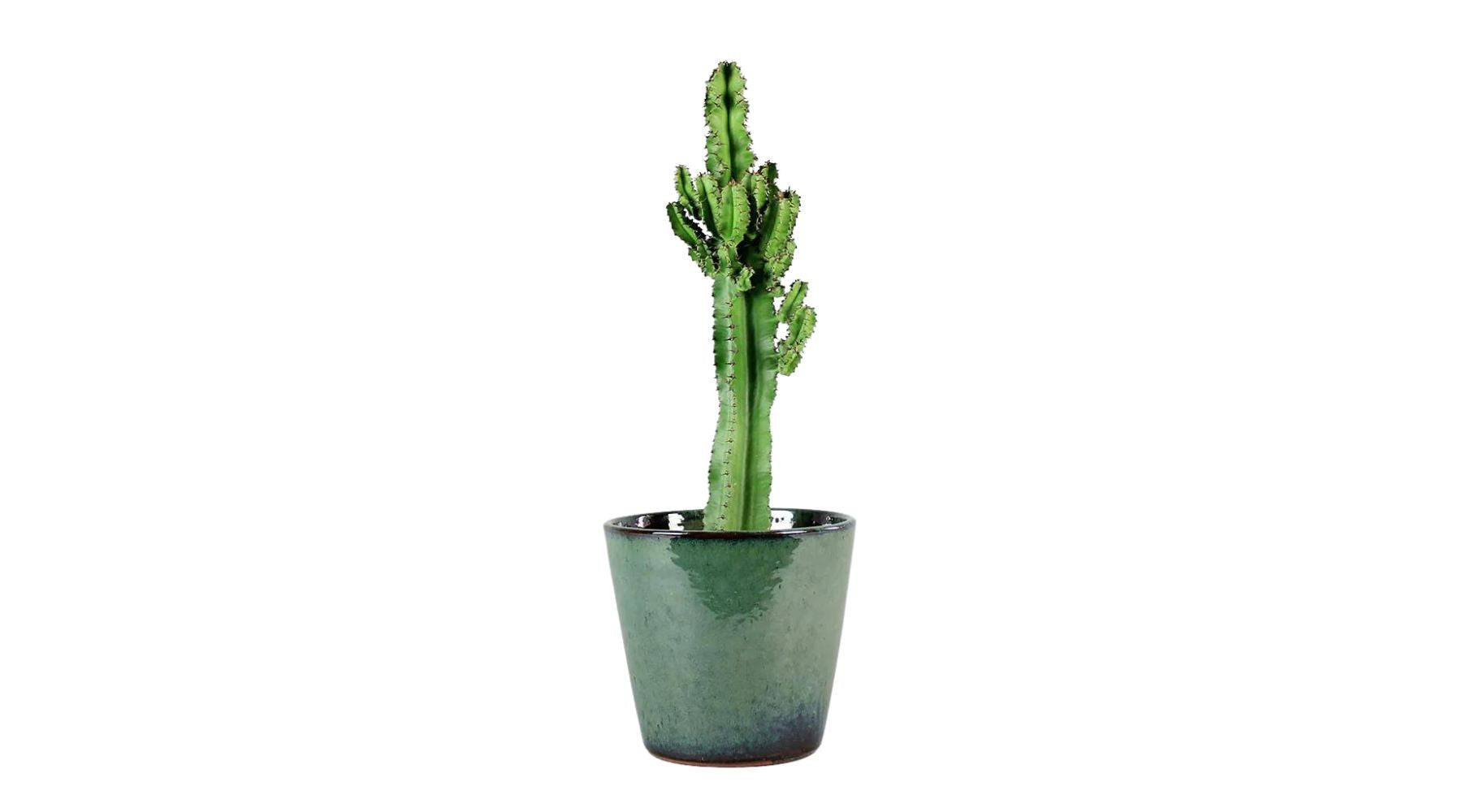 Candelabra Cactus