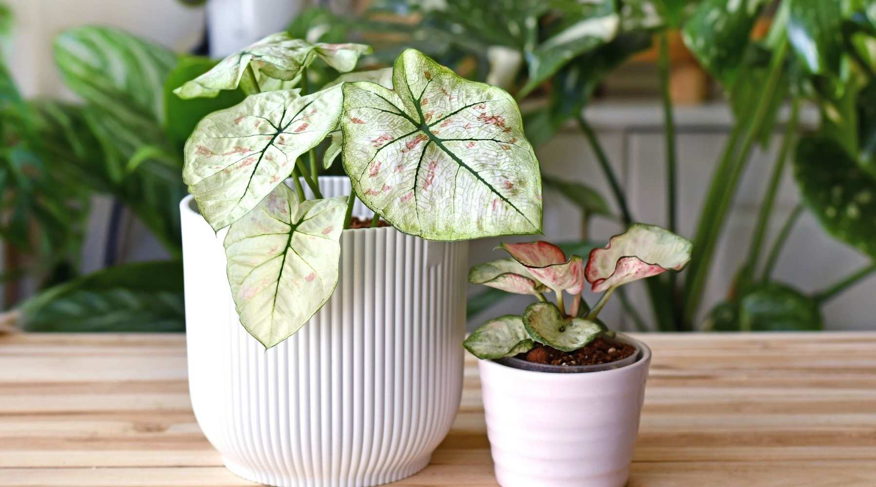 Care for your Caladiums in Winter Season - How To Handle Humidity