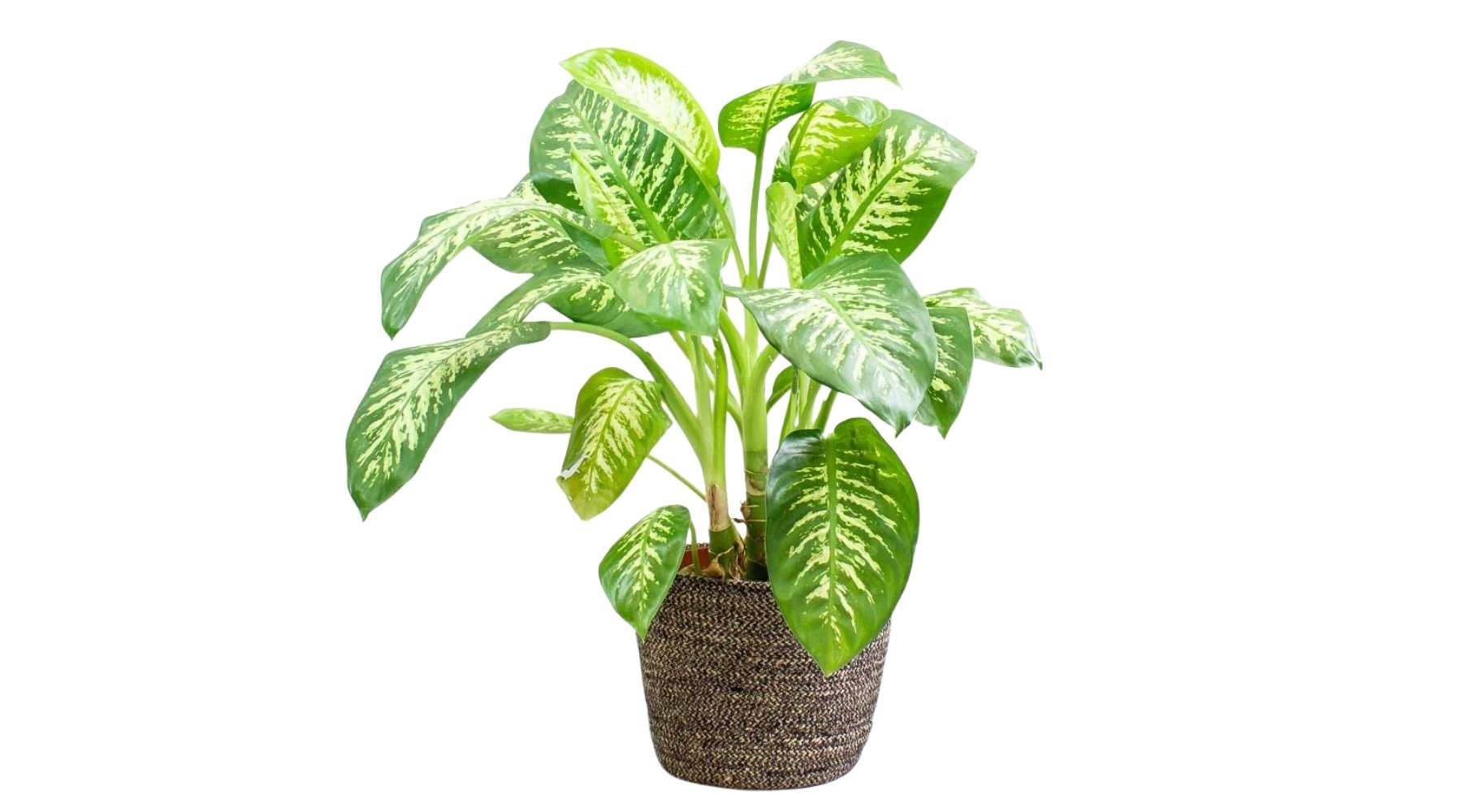 Chinese Evergreen ‘Key Lime’