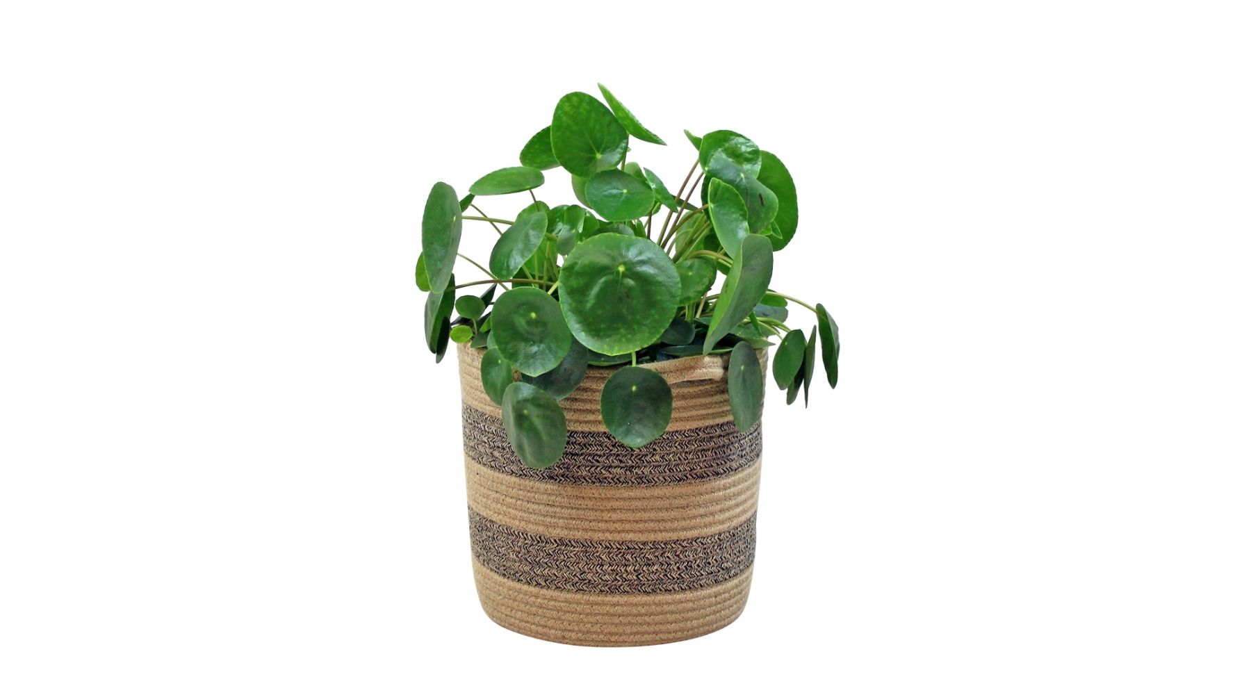 Chinese Money Plant