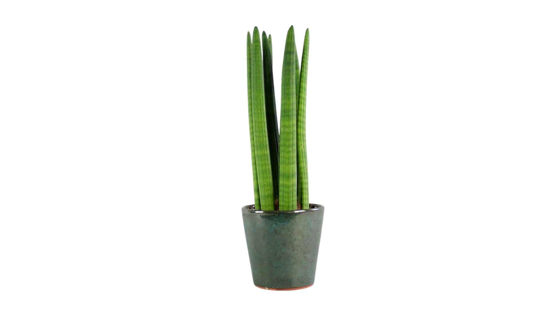 snake plant