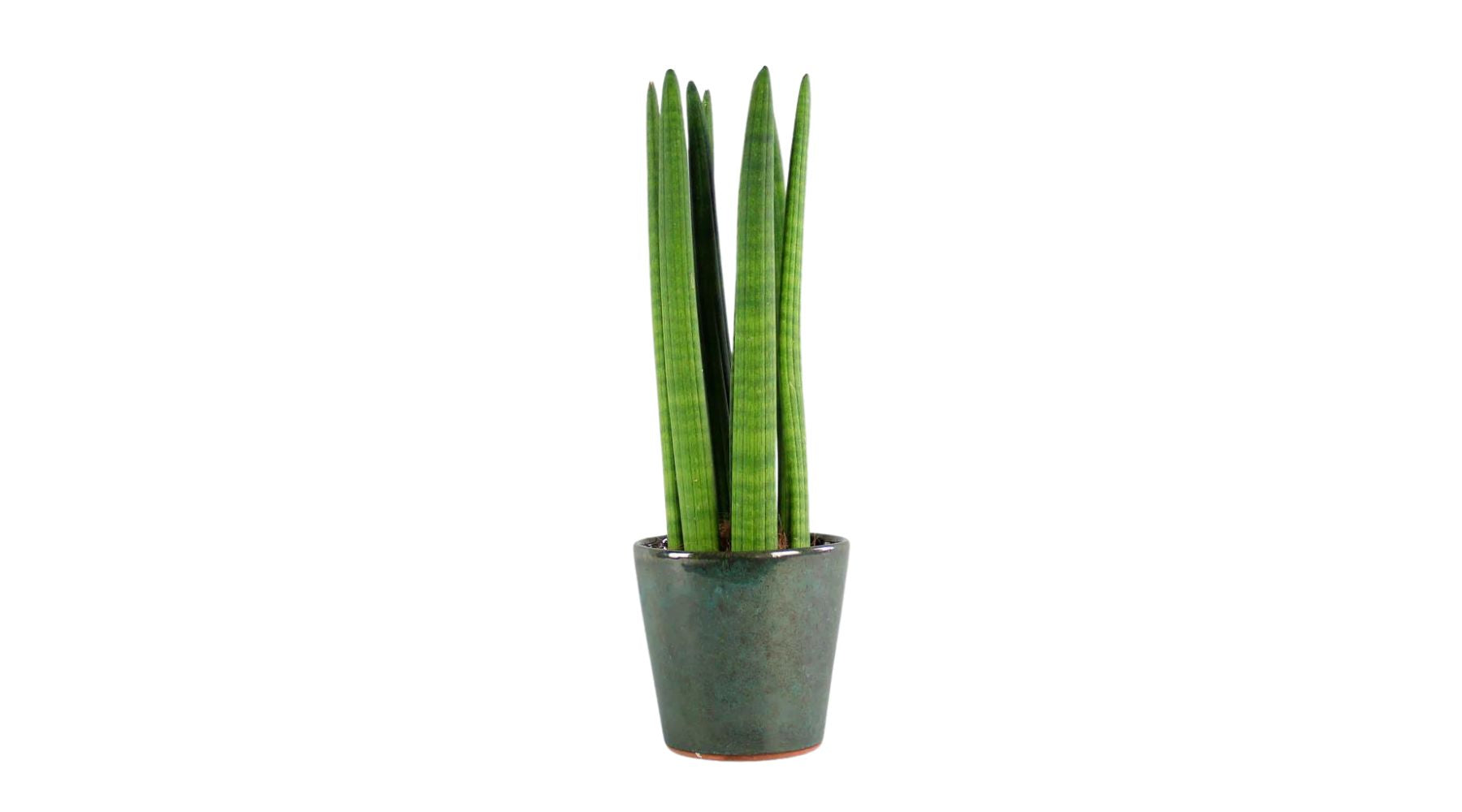 Cylindrical Snake Plant