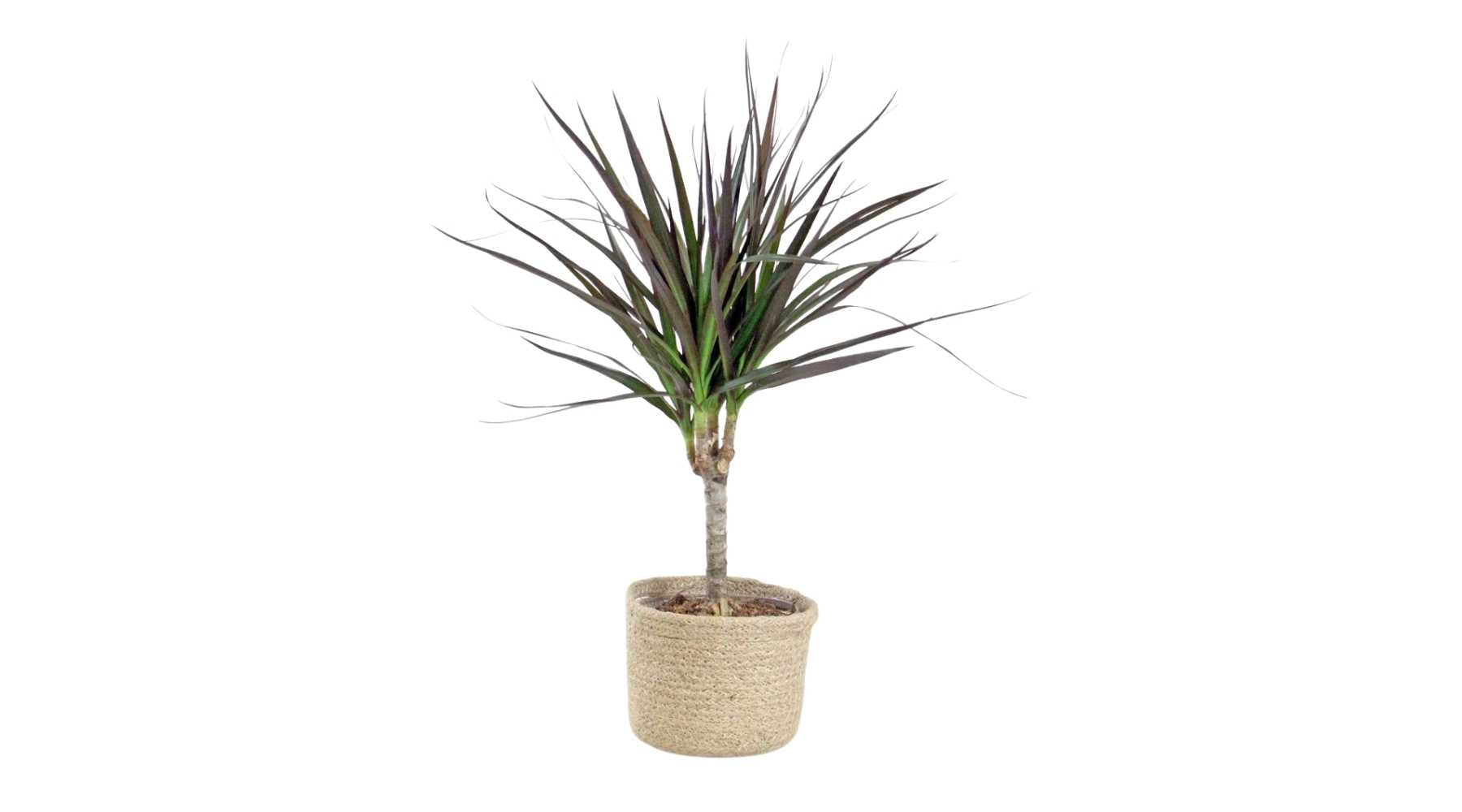 Dragon Tree ‘Magenta’ (Dracaena marginata 'Magenta’)