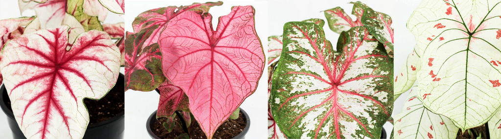 caladiums with patterned leaves