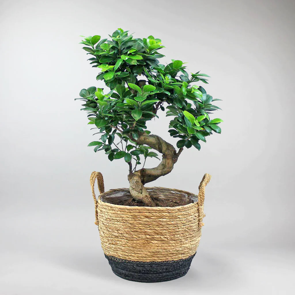 ficus bonsai