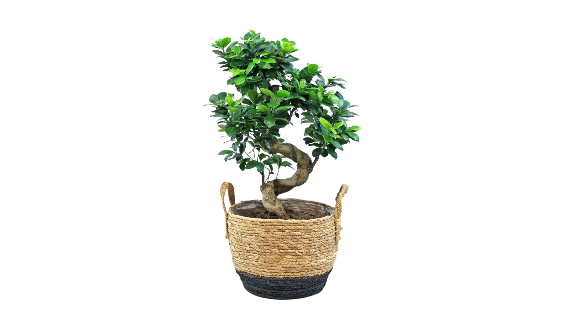 Ficus Ginseng Bonsai