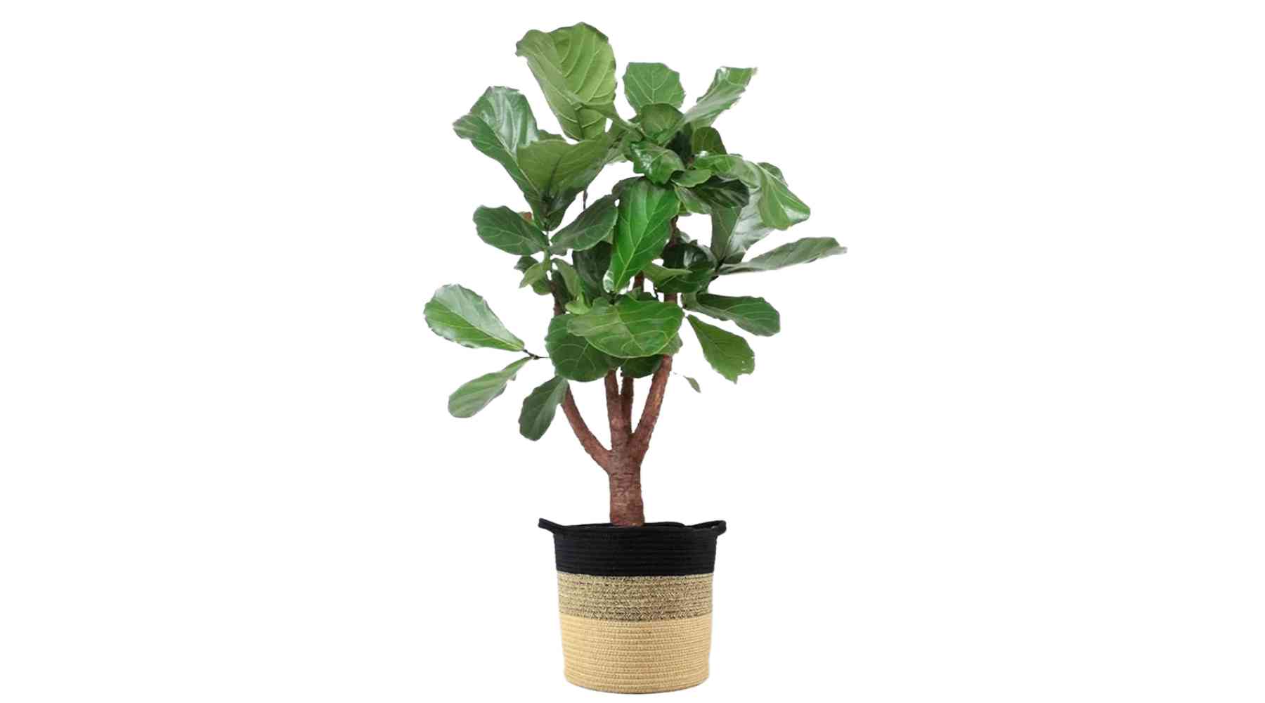what is ficus plant