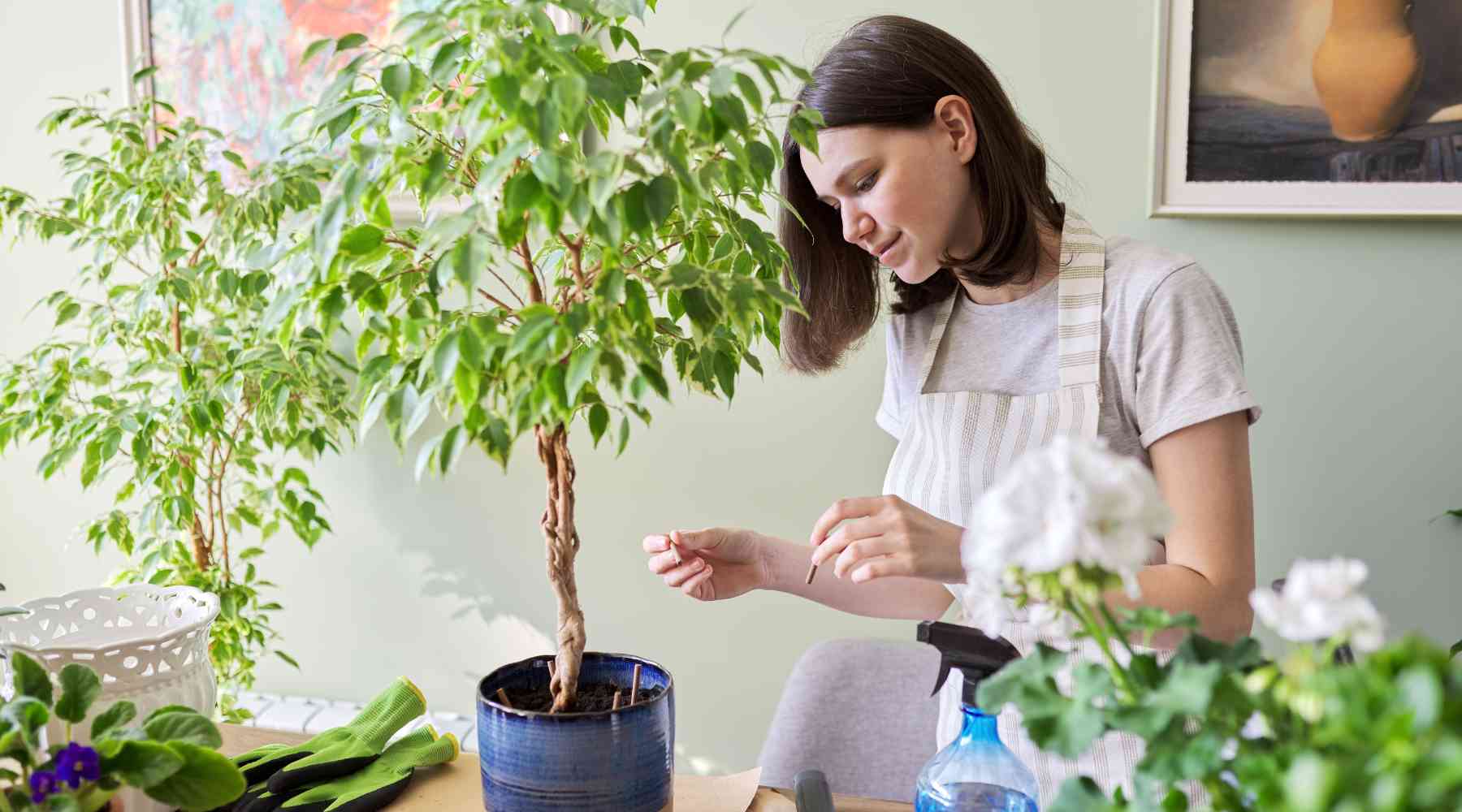 ficus plant watering