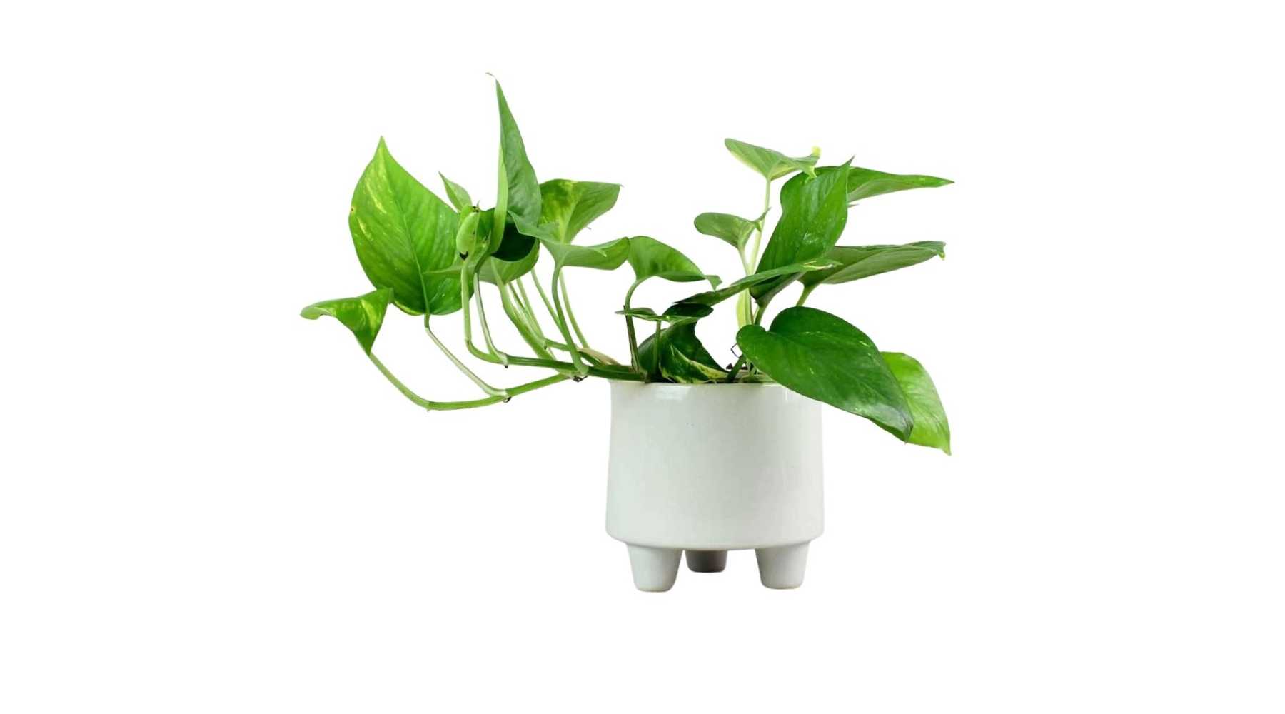 indoor plant white background