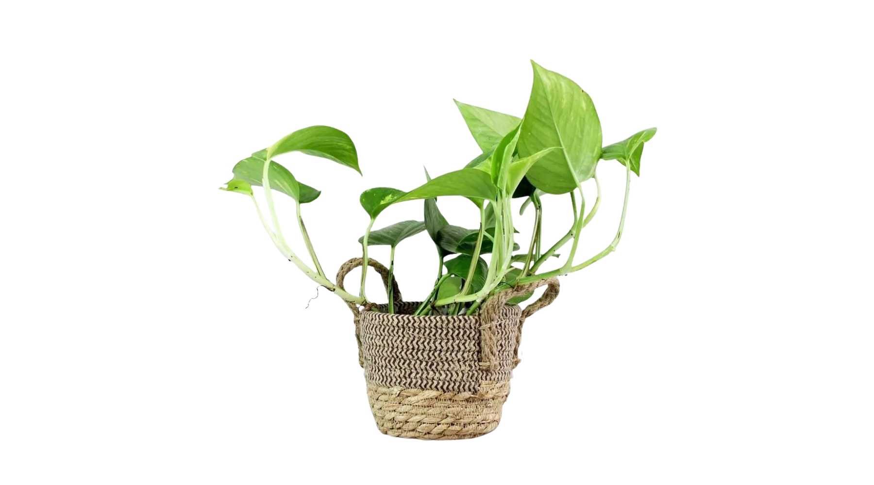 Golden Pothos