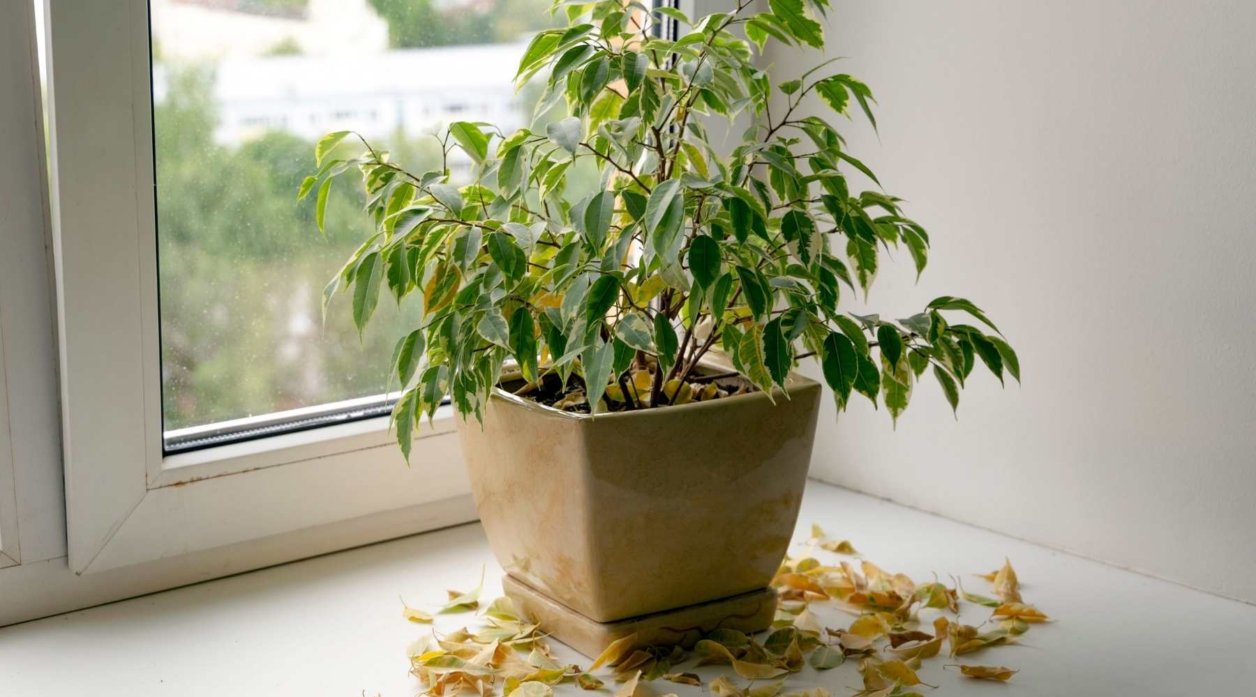 Guide On How To Fertilize Plants For Beginners - plant at the window