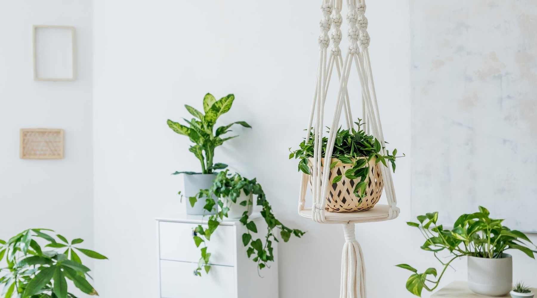 Hanging Plant