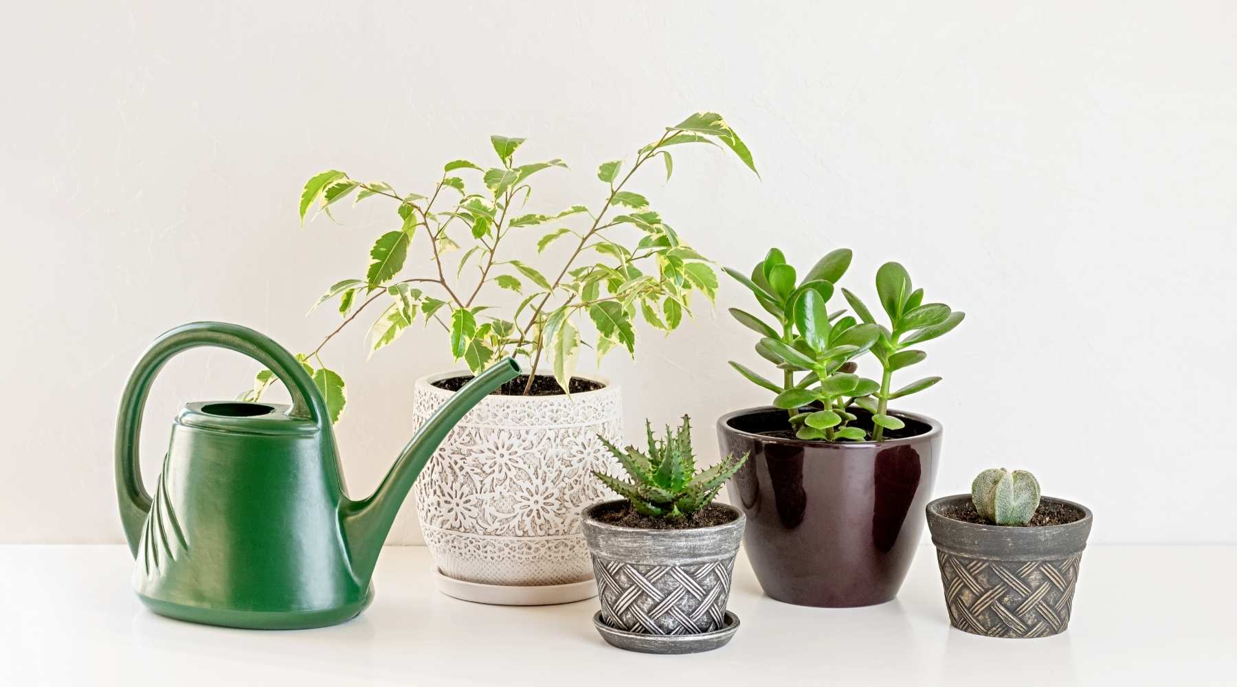 myths about houseplants