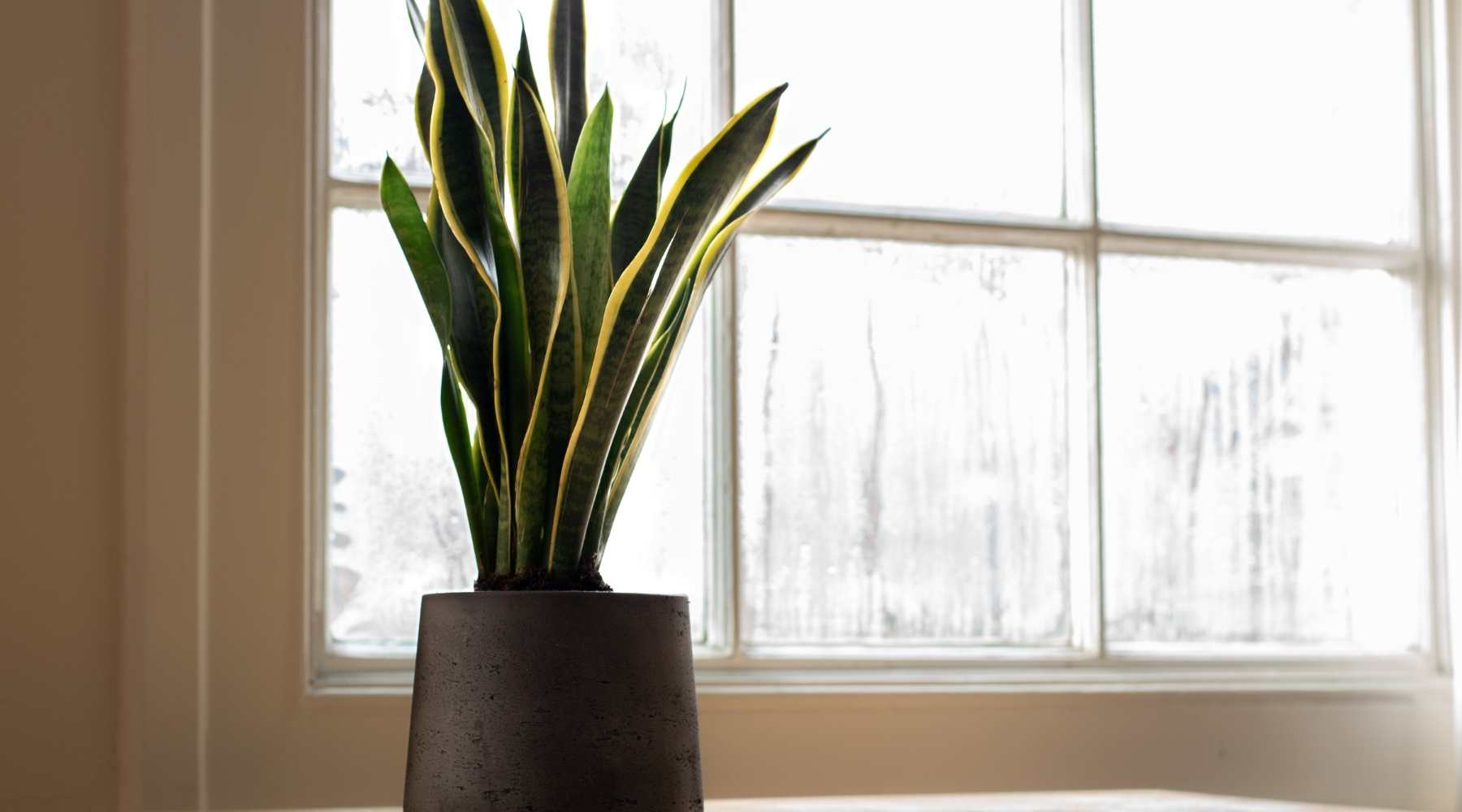 How To Care For a Snake Plant?