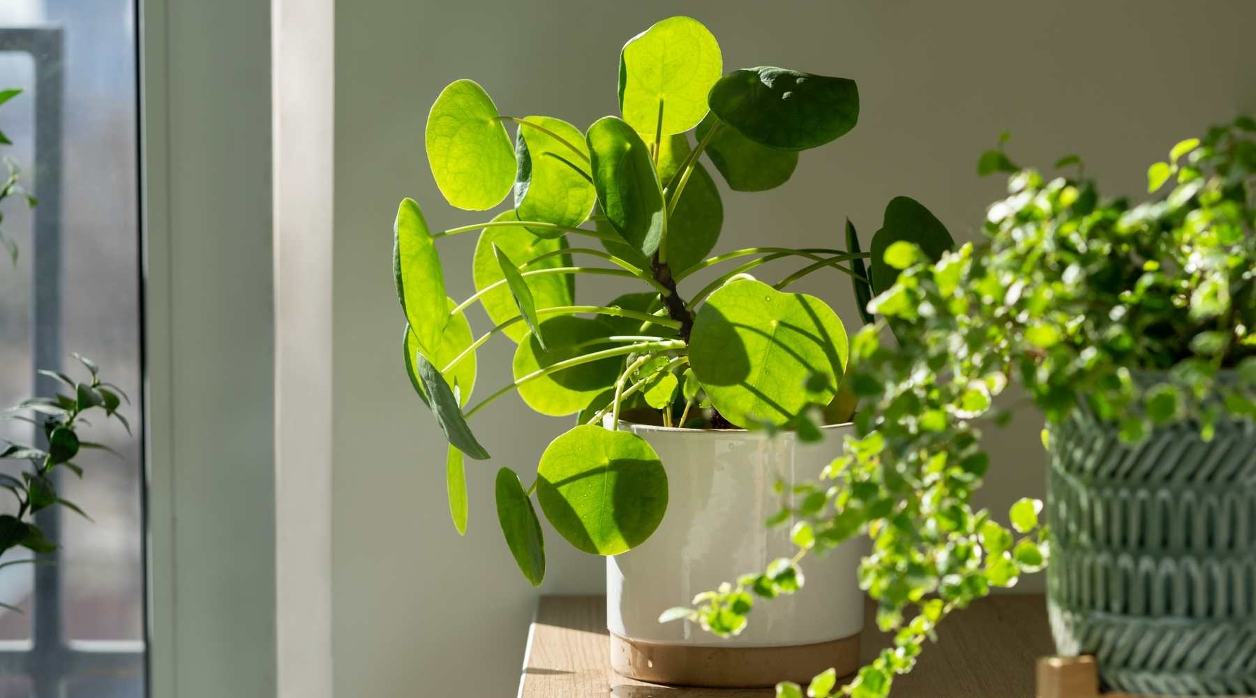 Money plants Improve Vastu