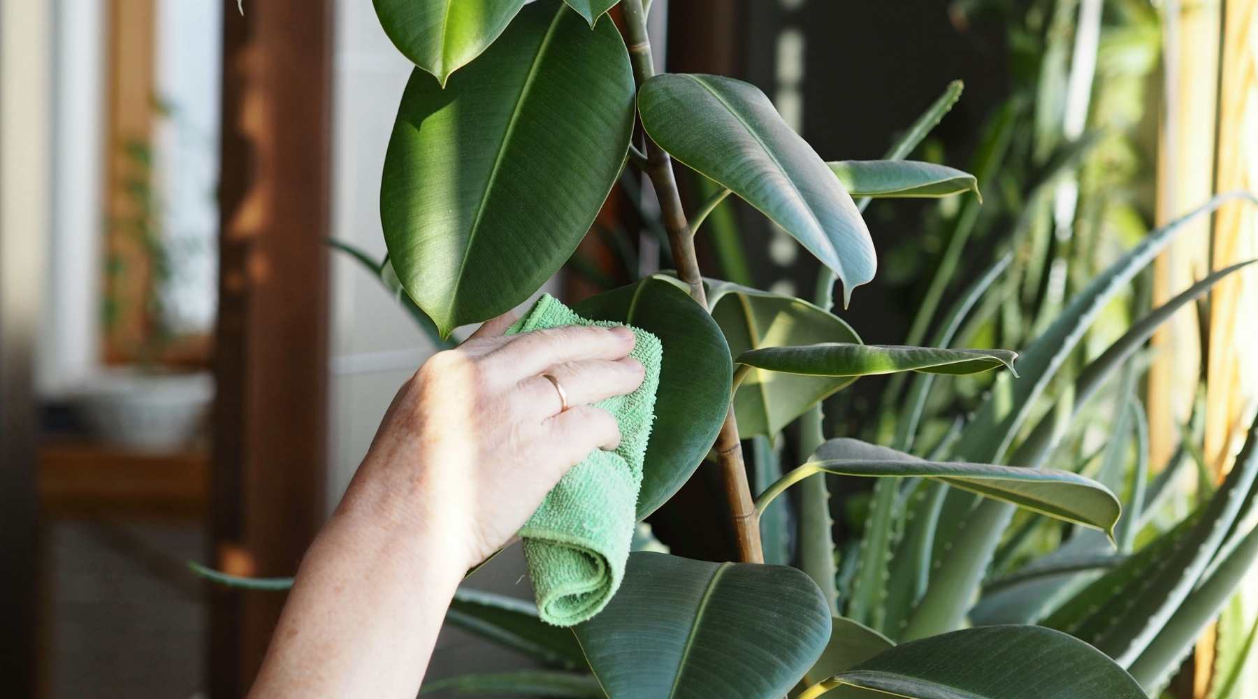 Indoor Plant Care: 9 Common Houseplant Mistakes To Avoid- Failing to clean the leaves