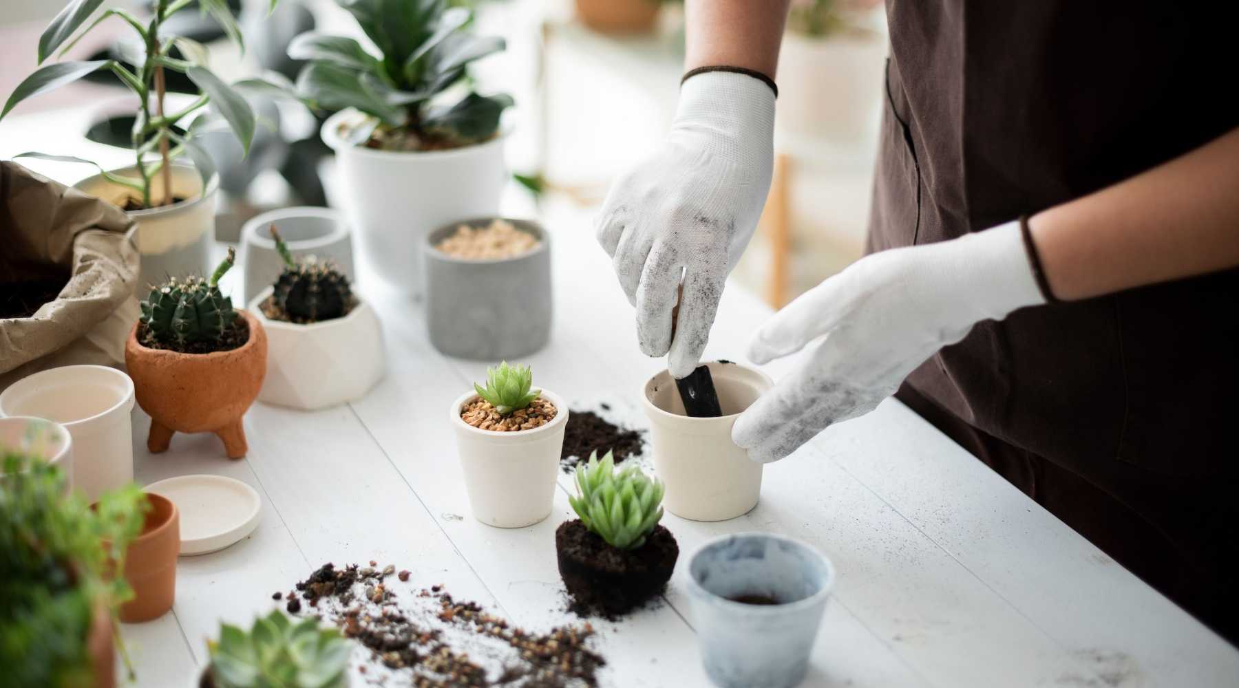 Indoor Plant Care: 9 Common houseplant mistakes to avoid - Failing to upgrade pots