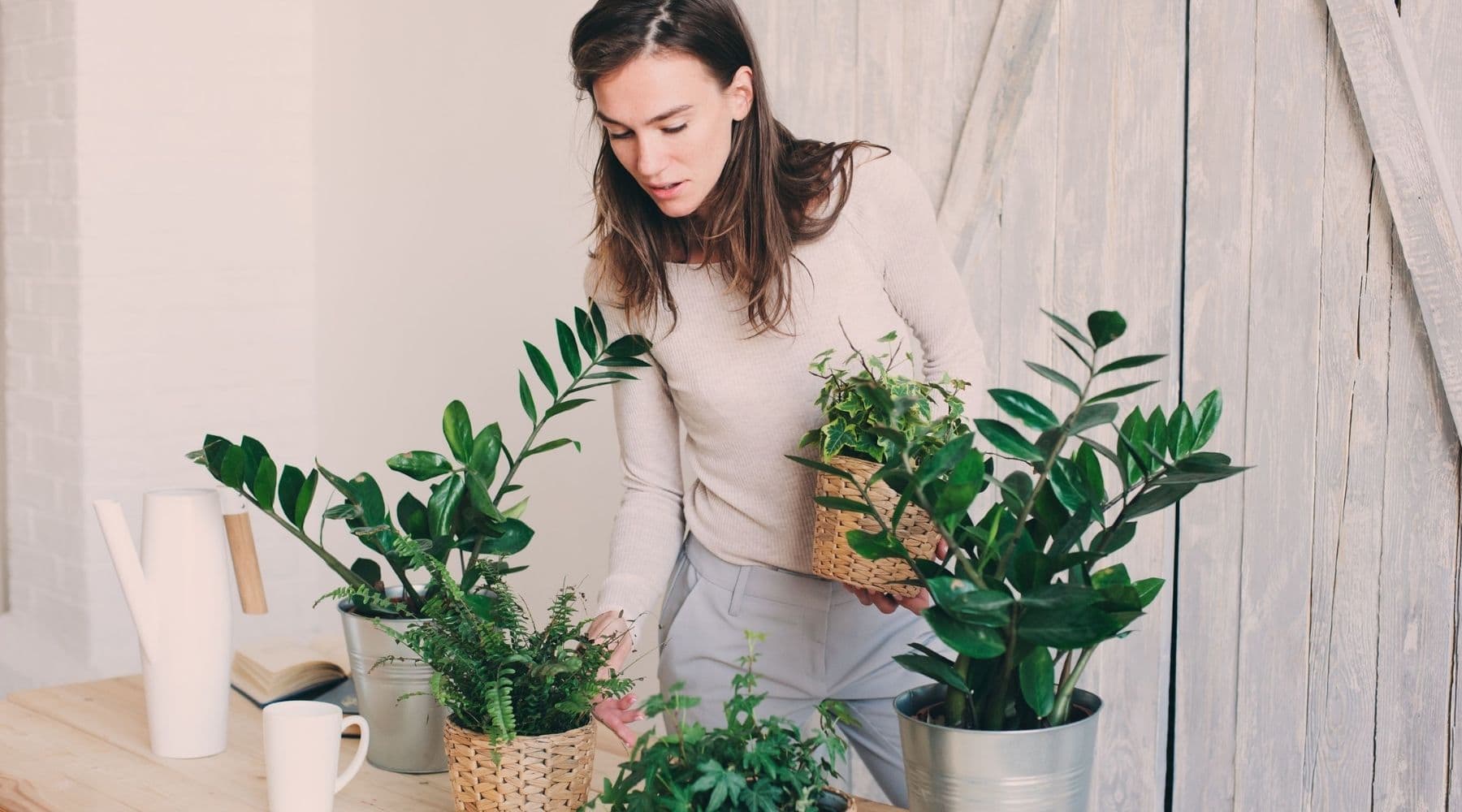 Indoor Plant Care: 9 Common Houseplant Mistakes to Avoid - house plant