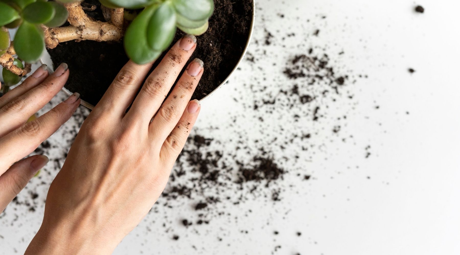 Indoor Plant Care: 9 Common Houseplant Mistakes to Avoid - Issues with soil