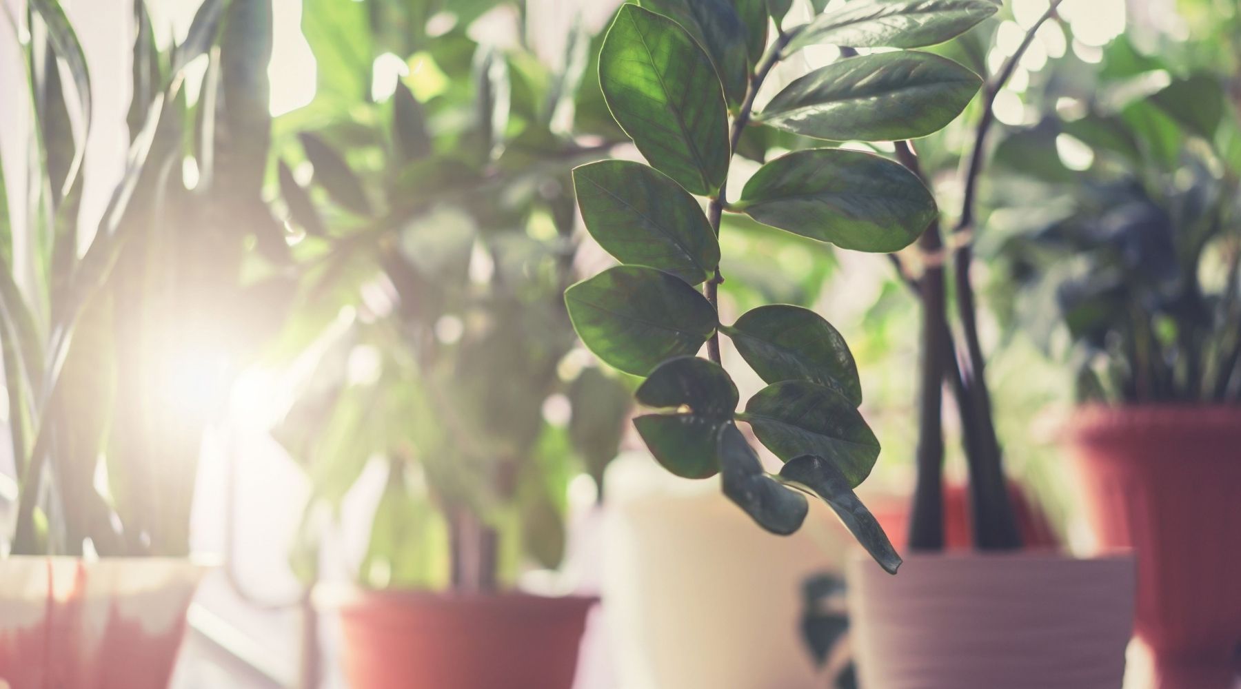 Indoor Plant Care: 9 Common Houseplant Mistakes To Avoid - Issues with light