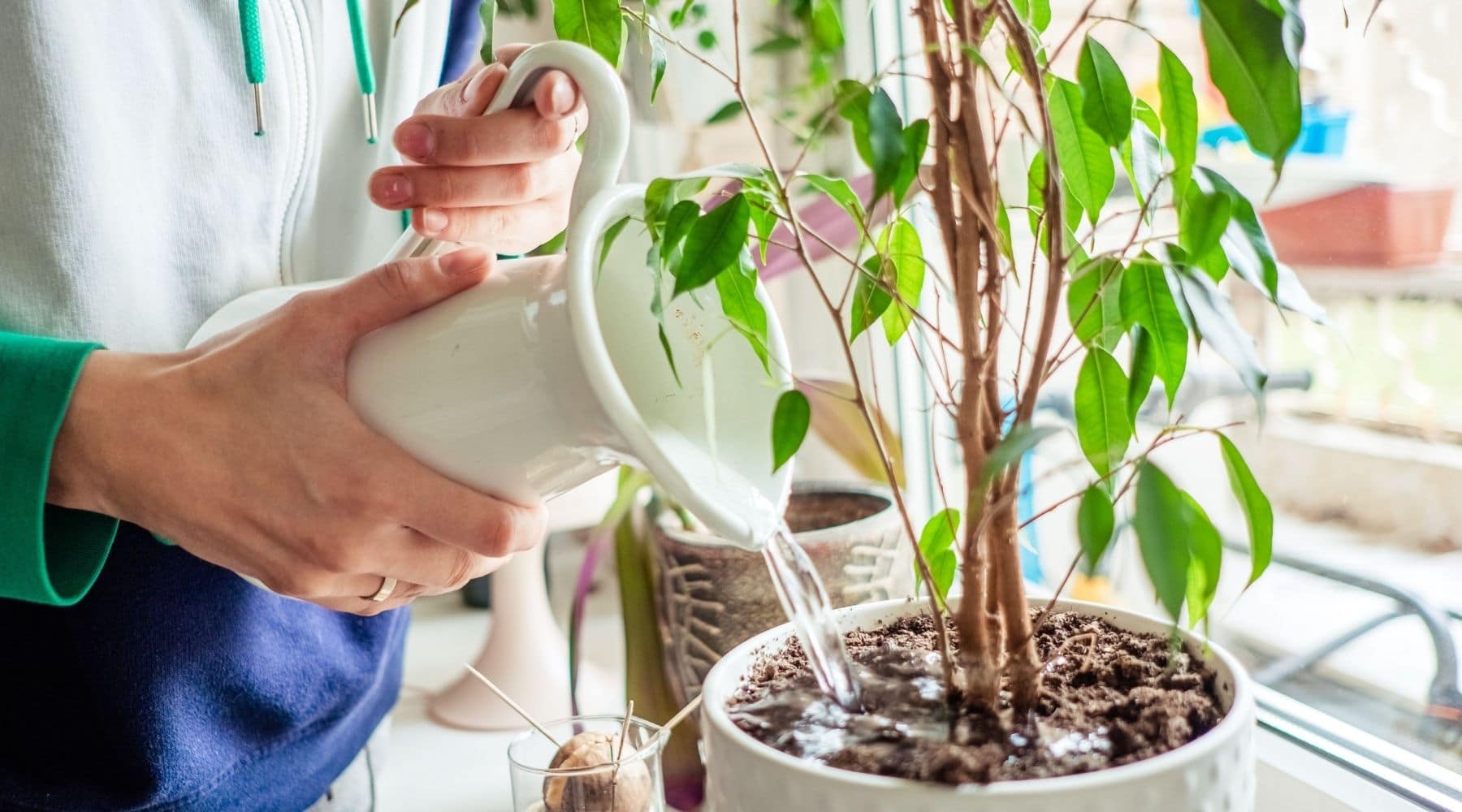 Indoor Plant Care: 9 Common Houseplant Mistakes to Avoid - Overwatering