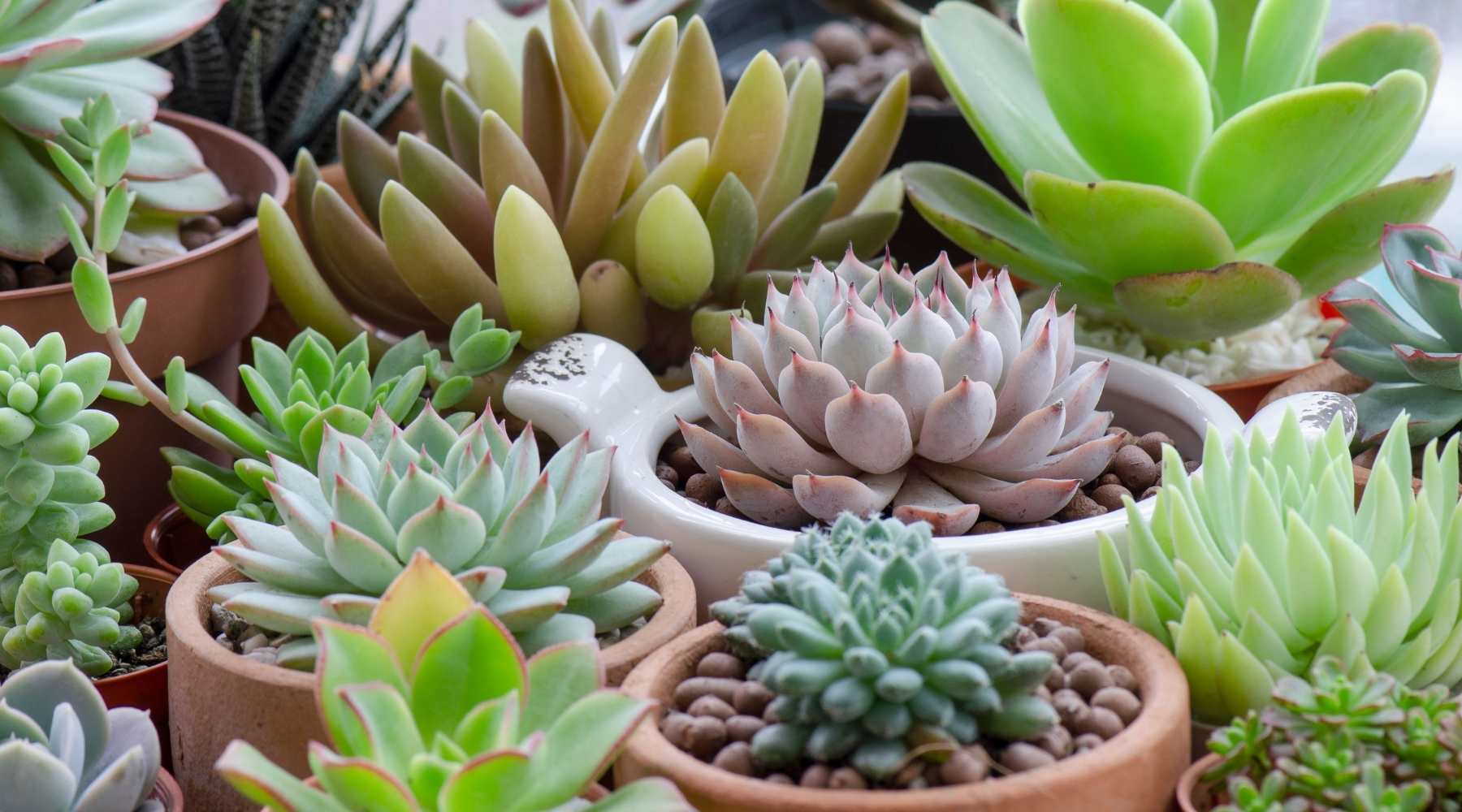 Indoor Plant Care: 9 Common Houseplant Mistakes To Avoid- Overcrowding