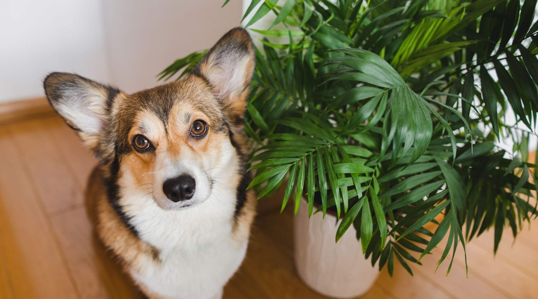 Dog Friendly Houseplants – What Are Some Safe Indoor Plants For Dogs