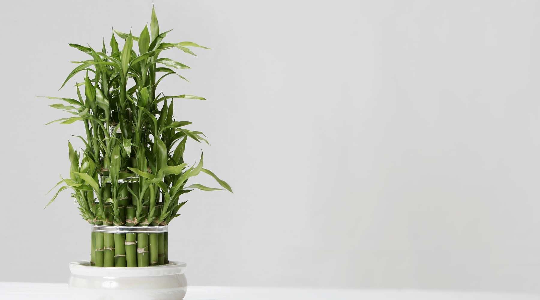 Lucky Bamboo Plant Benefits For You and Your Home – Bloombox Club