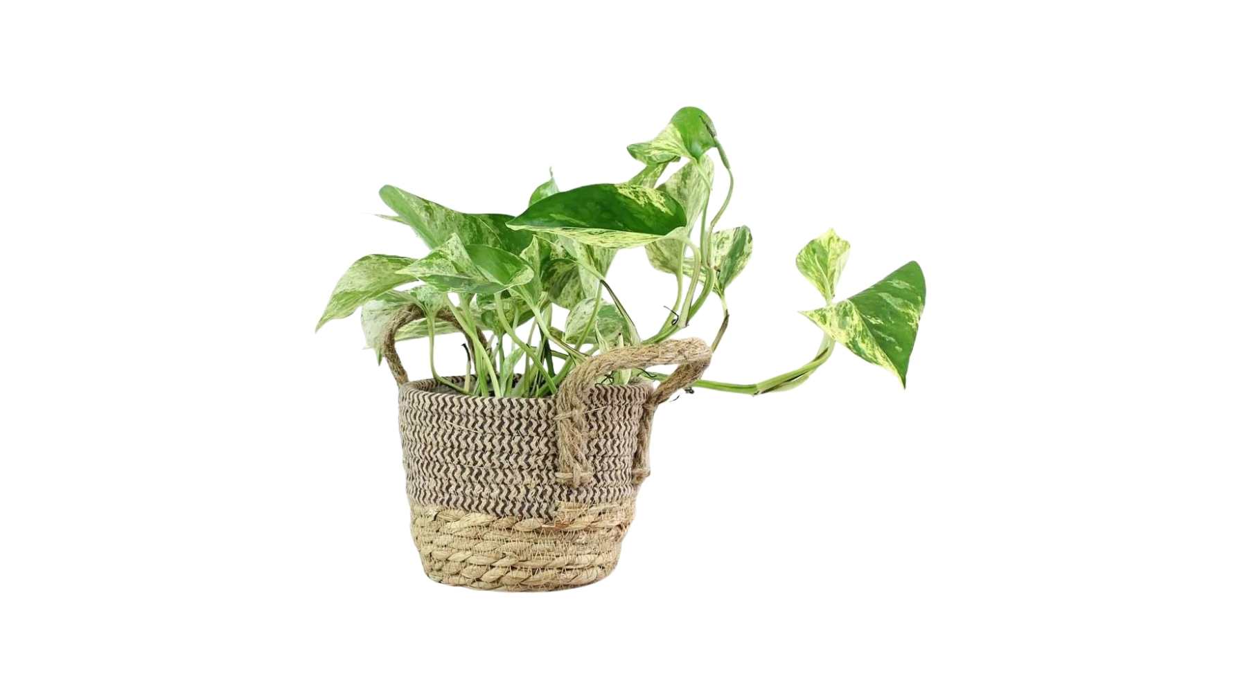 Marble Queen Pothos