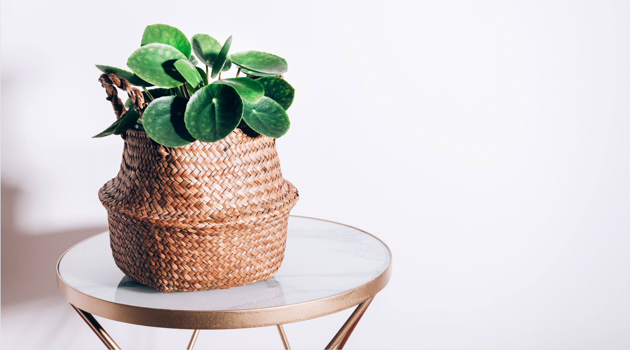 What is a Money Plant? 