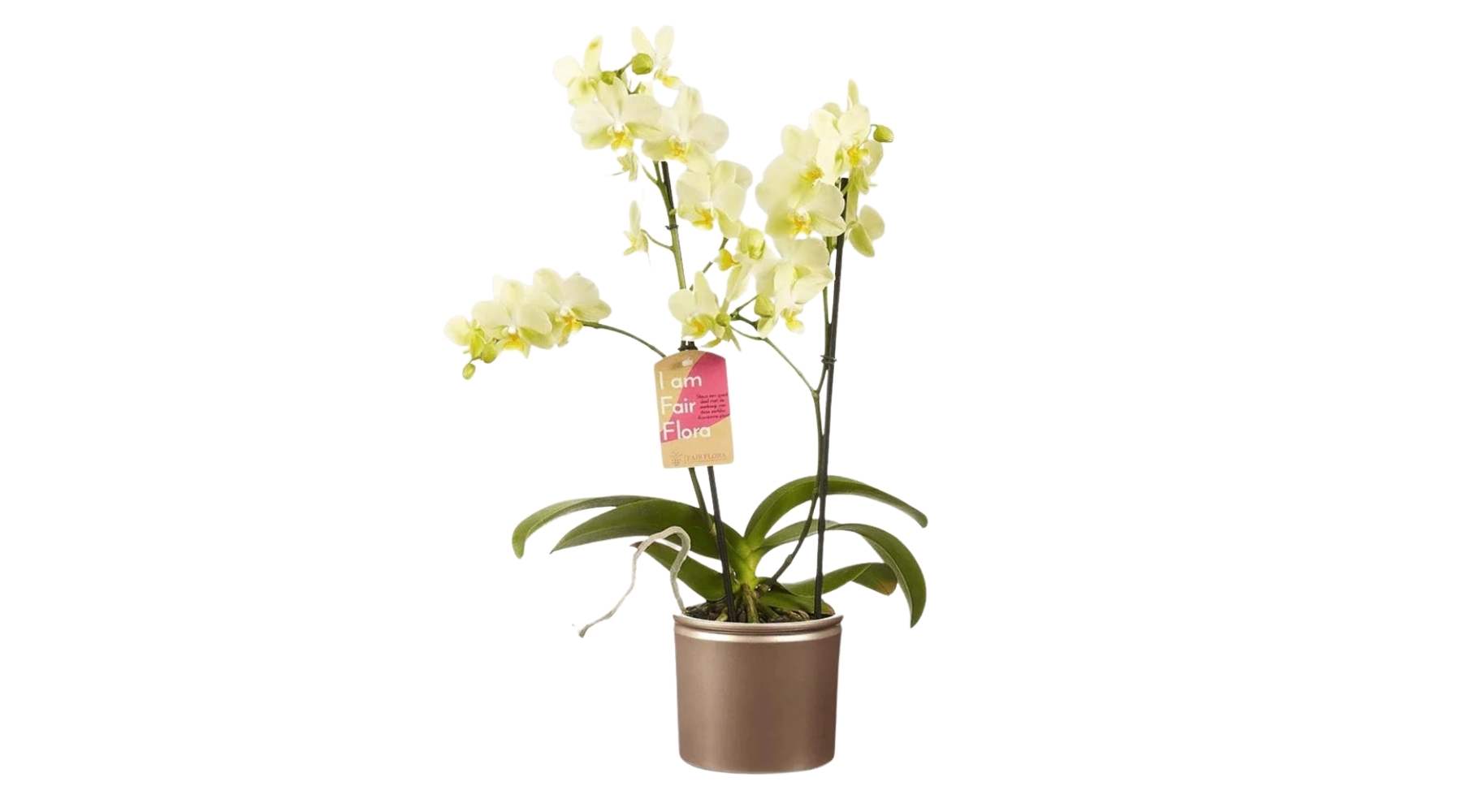 Phalaenopsis Orchid ‘Green Pixie’