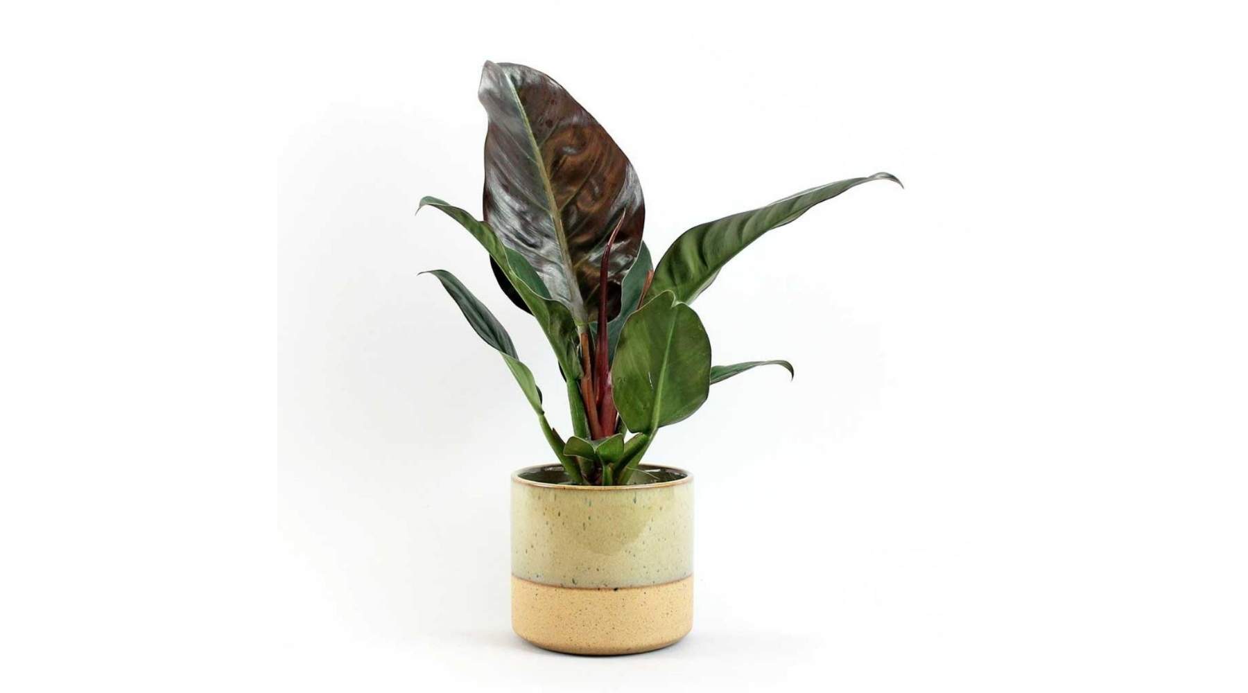Imperial Red Plant | Bedroom Plants Club