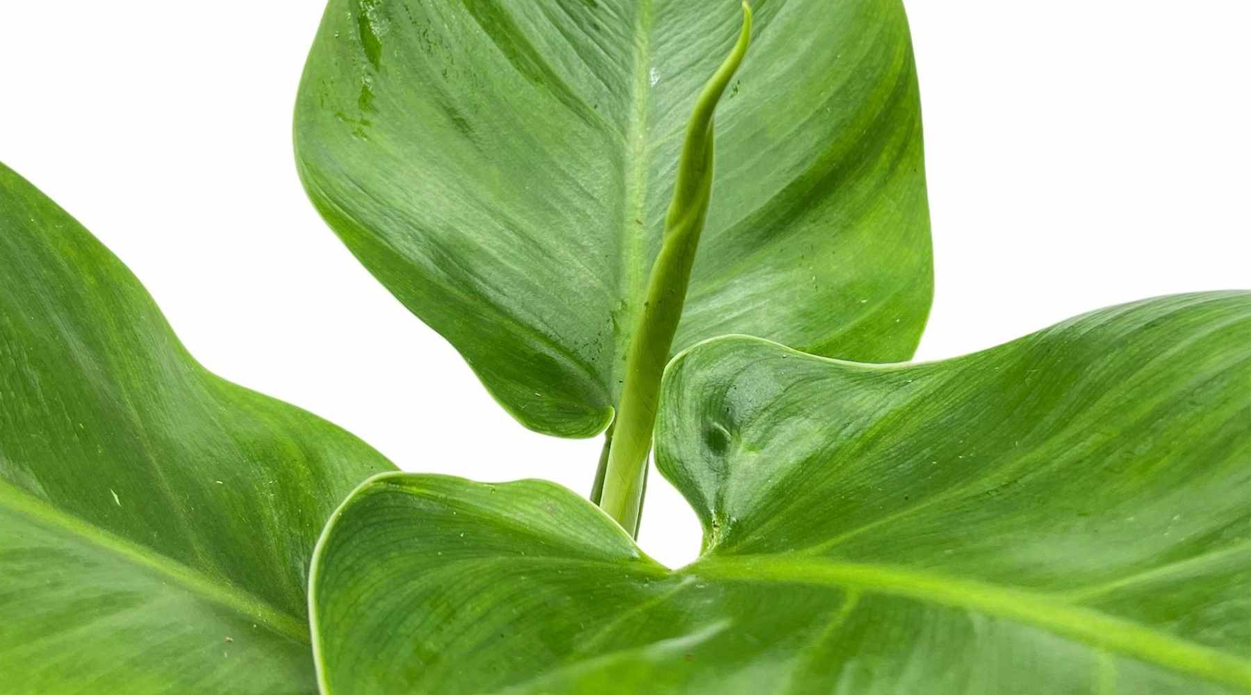 Philodendron Imperial Green leaves