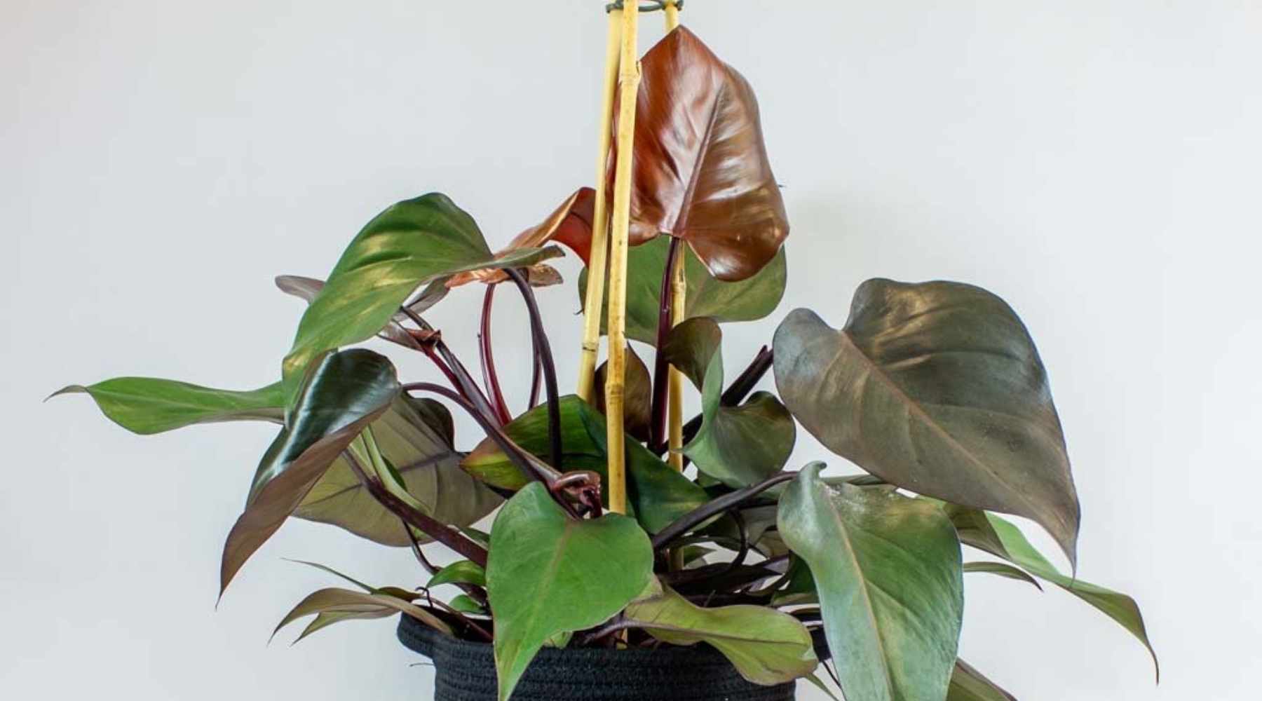 Philodendron Ruby