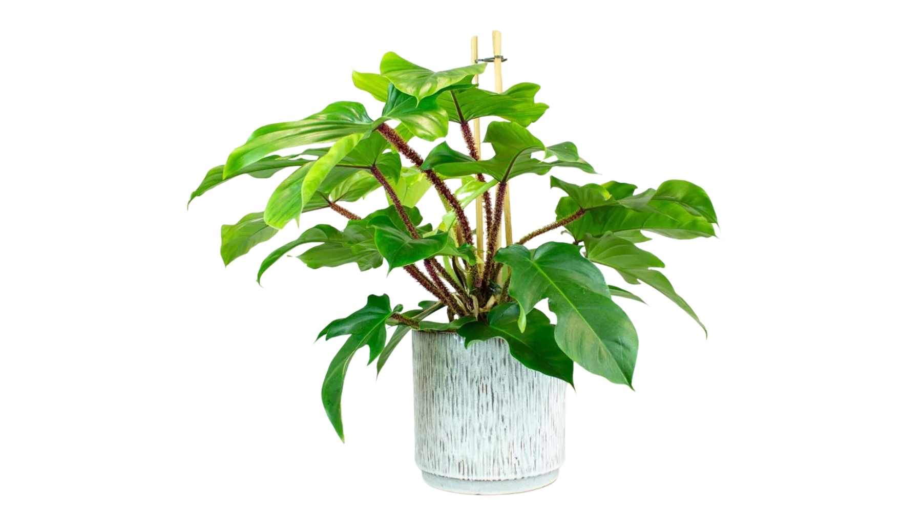 Philodendron Squamiferum