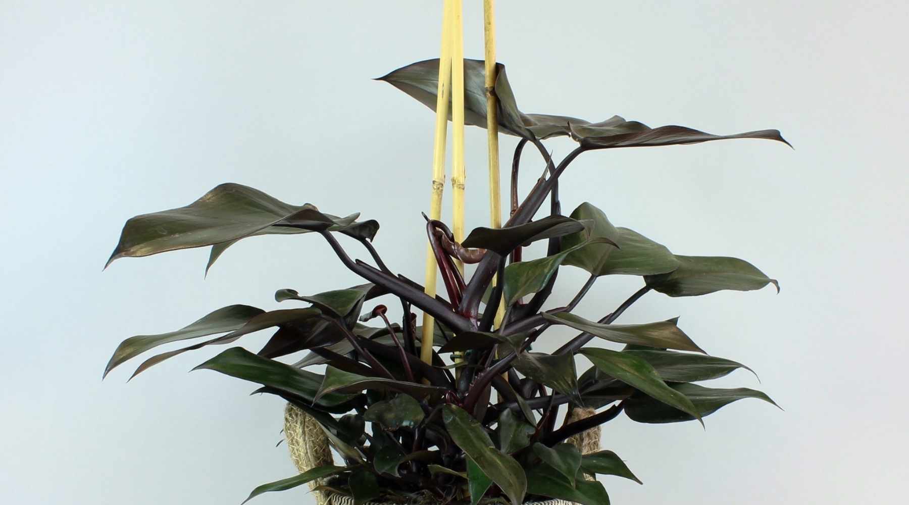 philodendron pyramid red