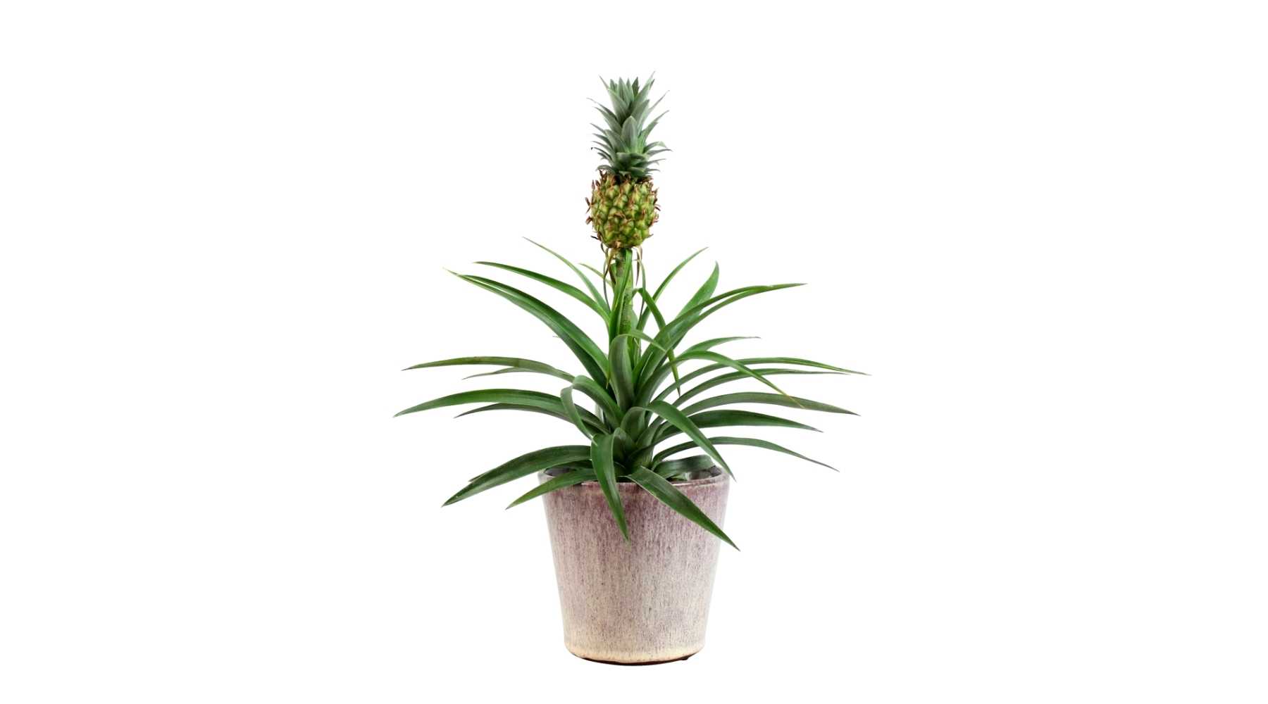 Pineapple Plant