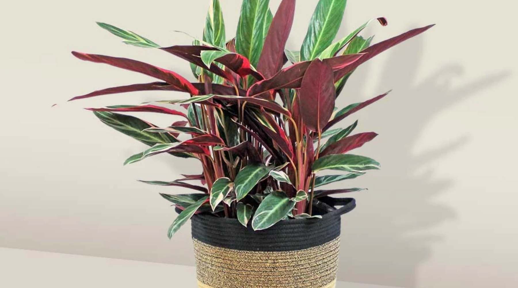 Calathea ‘Triostar’