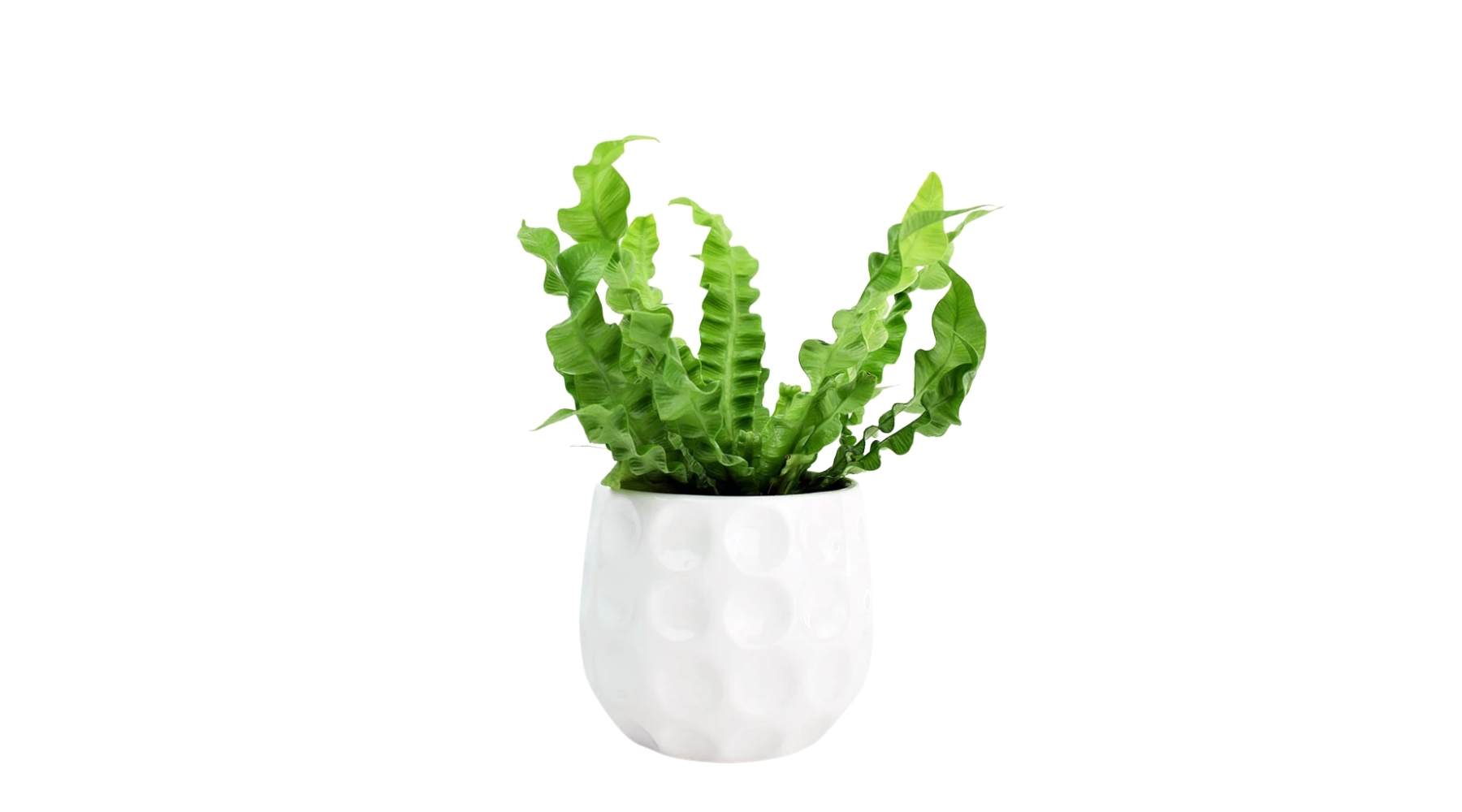 Pleated Bird’s Nest Fern